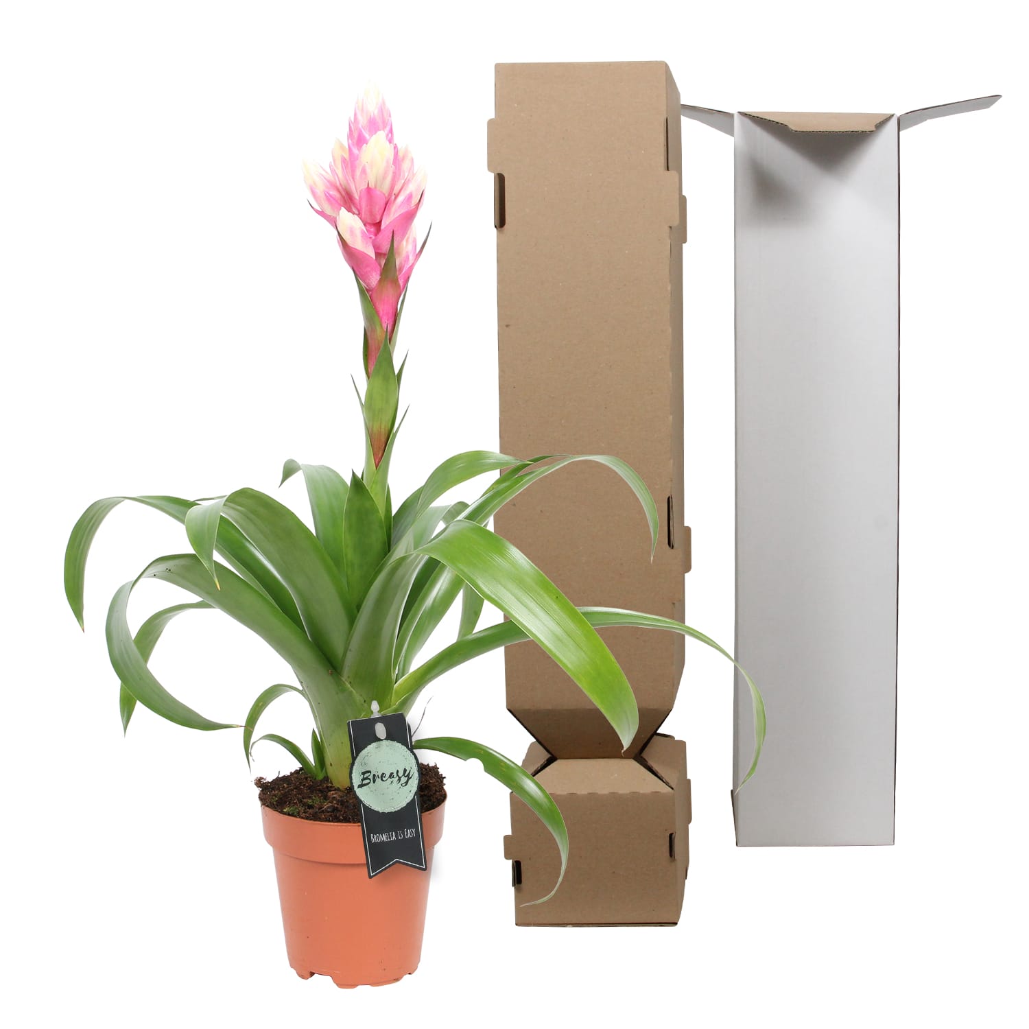 Bromelia Guzmania Candy single ↑ 45 cm ⌀ 12 cm - Afbeelding 5