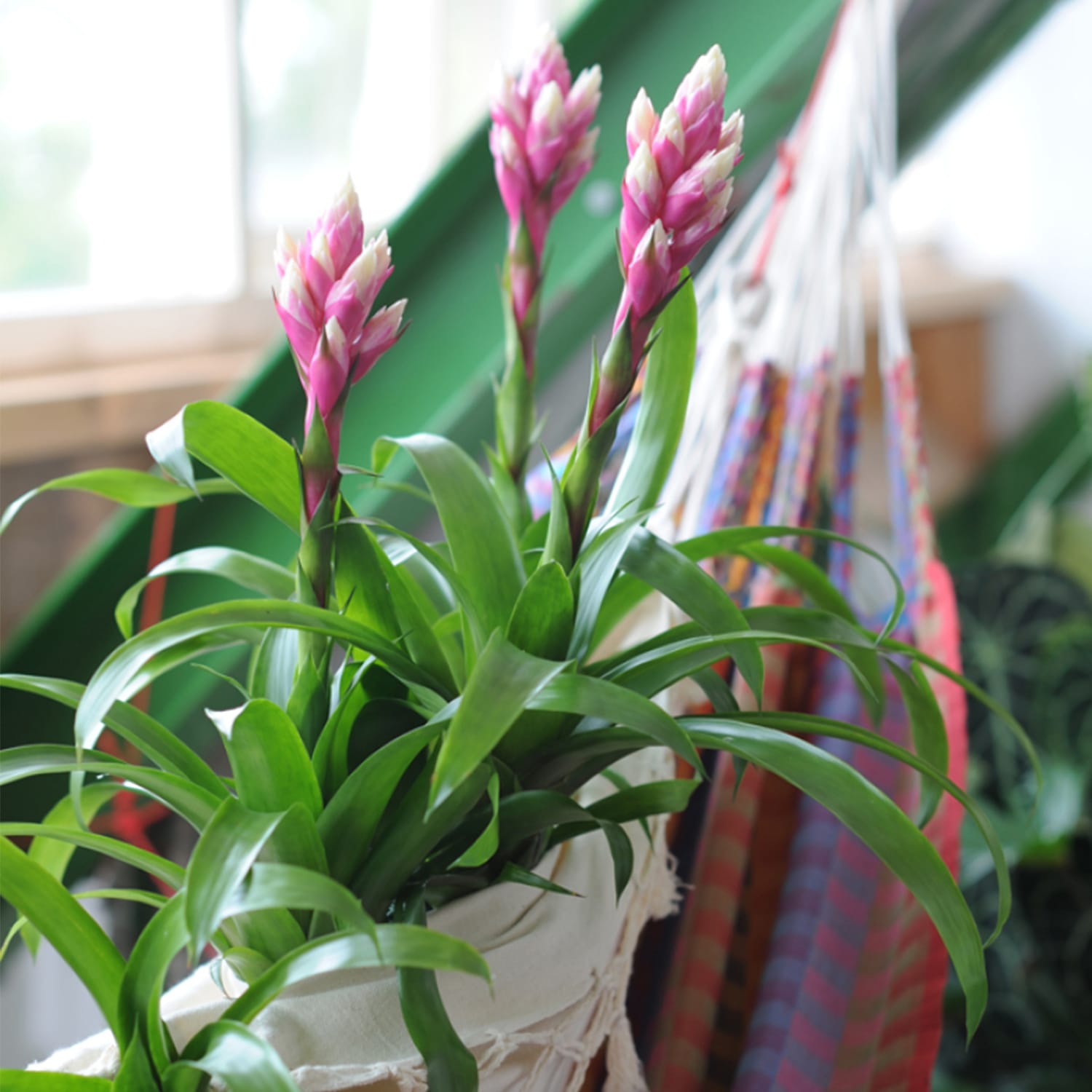 Bromelia Guzmania Candy single ↑ 45 cm ⌀ 12 cm - Afbeelding 7