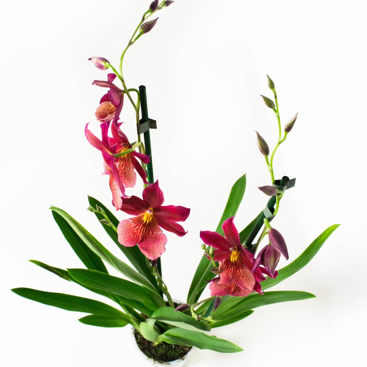 Orchidee Cambria Nelly Isler ↑ 60 cm ⌀ 12 cm - Afbeelding 3