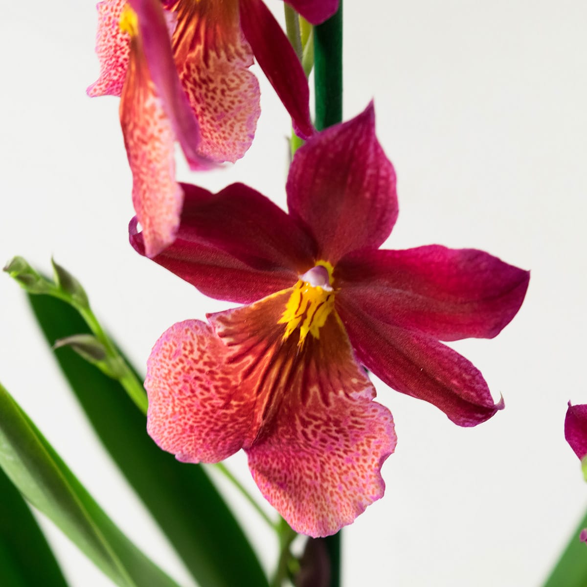 Orchidee Cambria Nelly Isler ↑ 60 cm ⌀ 12 cm - Afbeelding 4