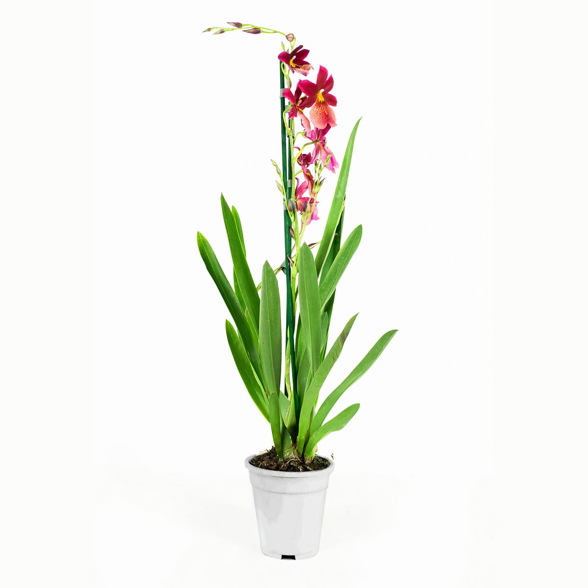 Orchidee Cambria Nelly Isler ↑ 60 cm ⌀ 12 cm - Afbeelding 6