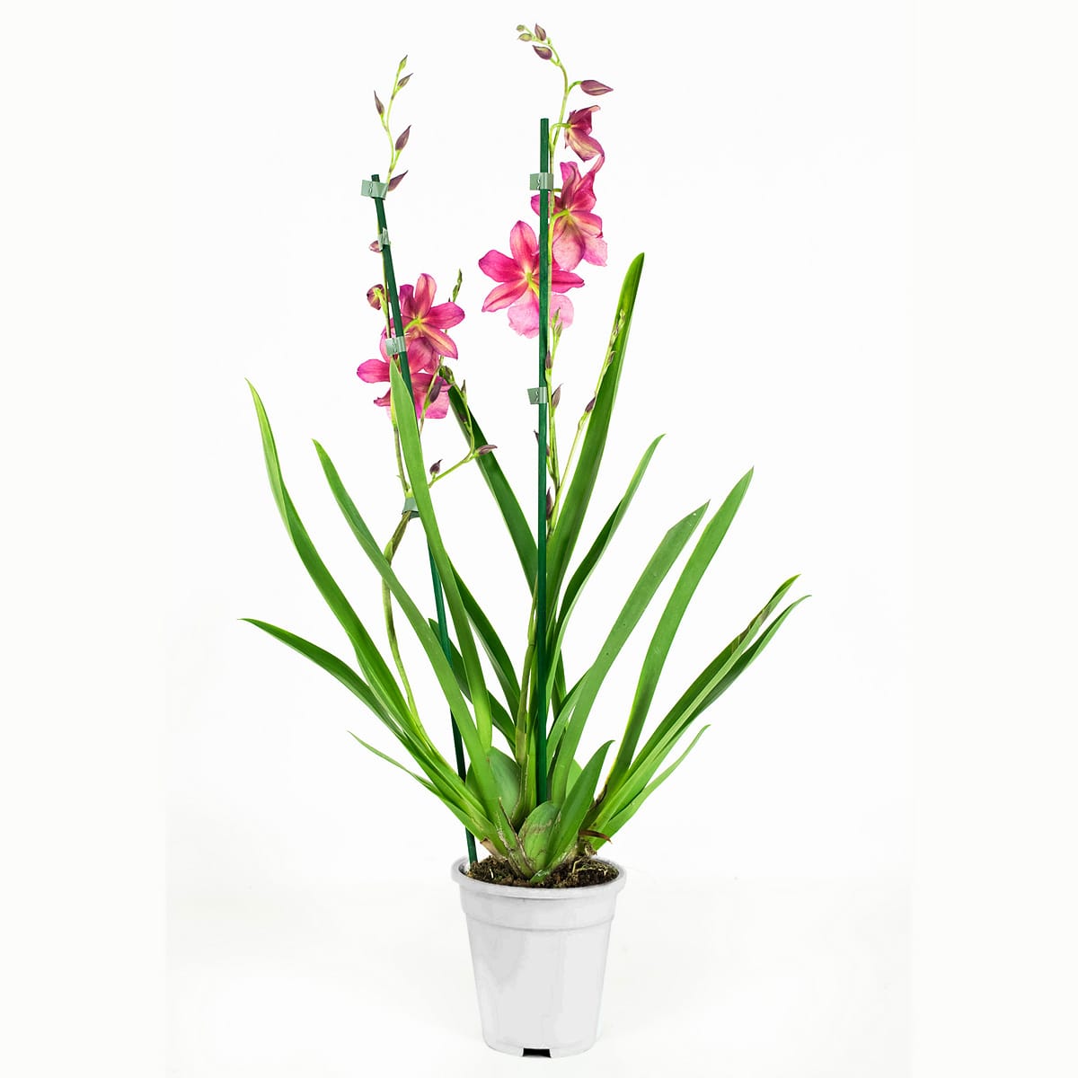 Orchidee Cambria Nelly Isler ↑ 60 cm ⌀ 12 cm - Afbeelding 7