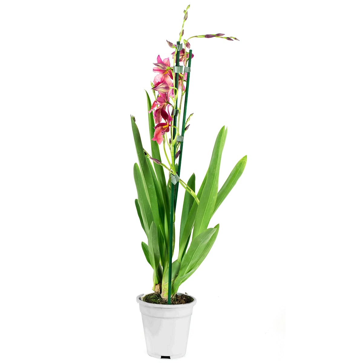 Orchidee Cambria Nelly Isler ↑ 60 cm ⌀ 12 cm - Afbeelding 8