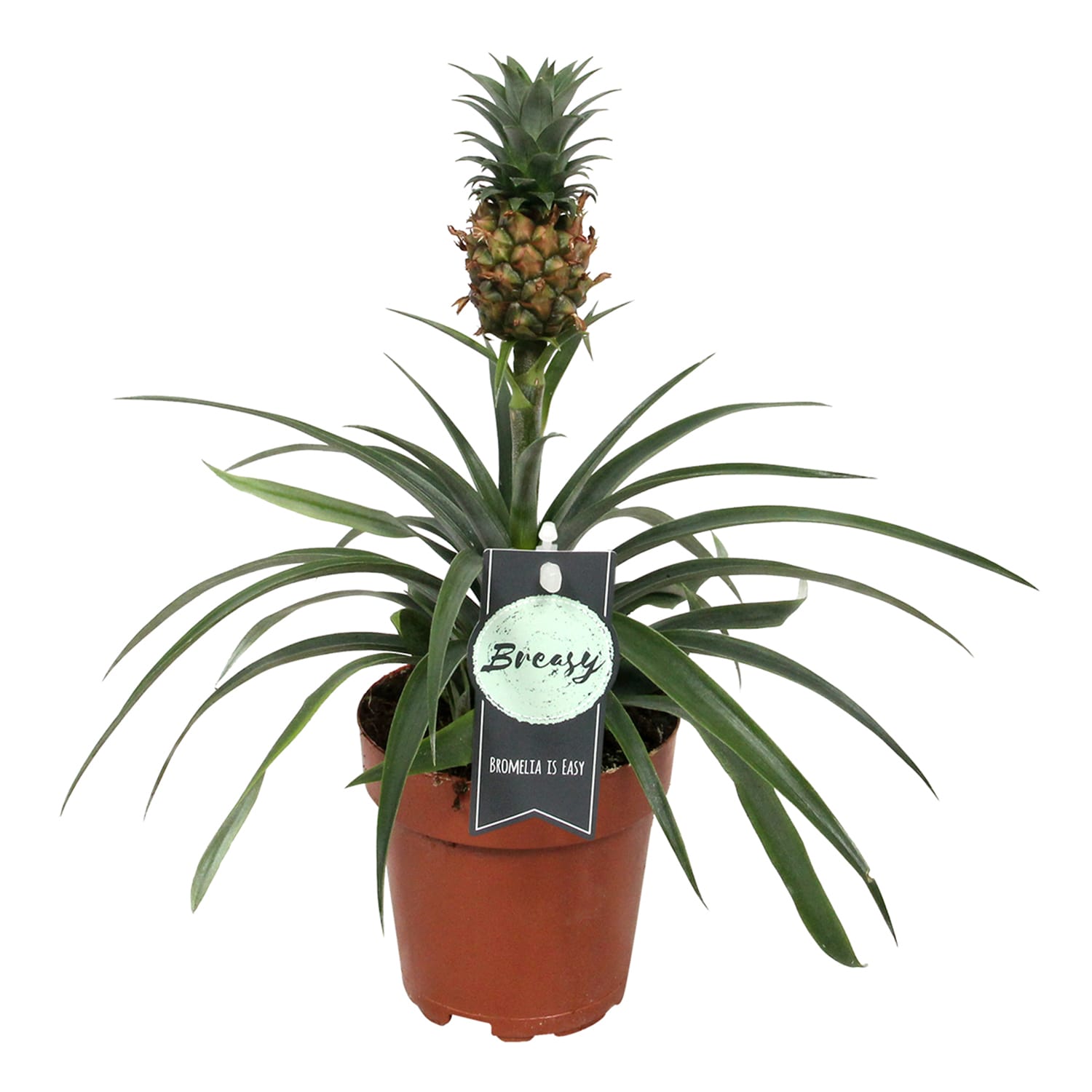 Ananas Corona single ↑ 35 cm ⌀ 12