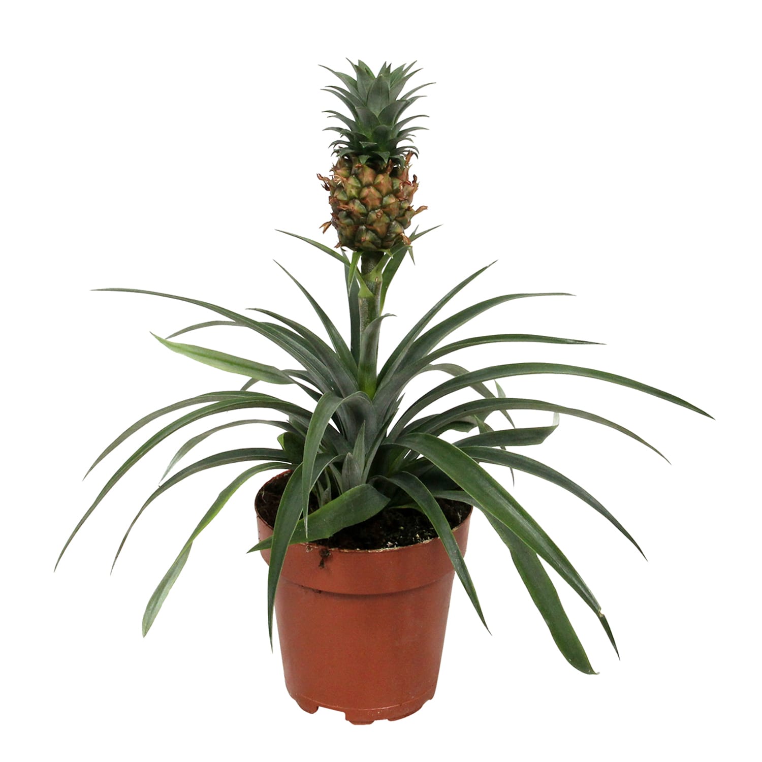 Ananas Corona single ↑ 35 cm ⌀ 12 - Afbeelding 3