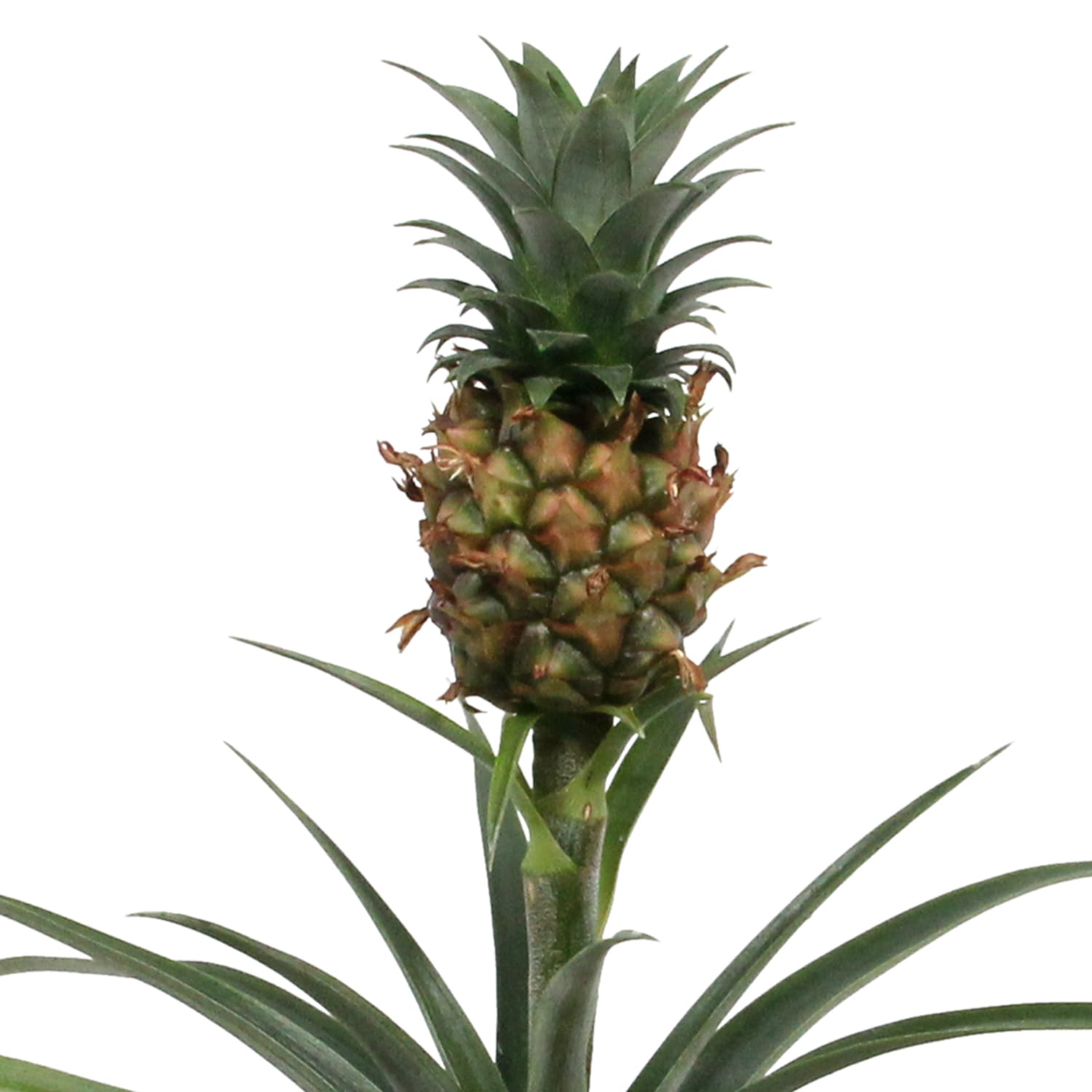 Ananas Corona single ↑ 35 cm ⌀ 12 - Afbeelding 4