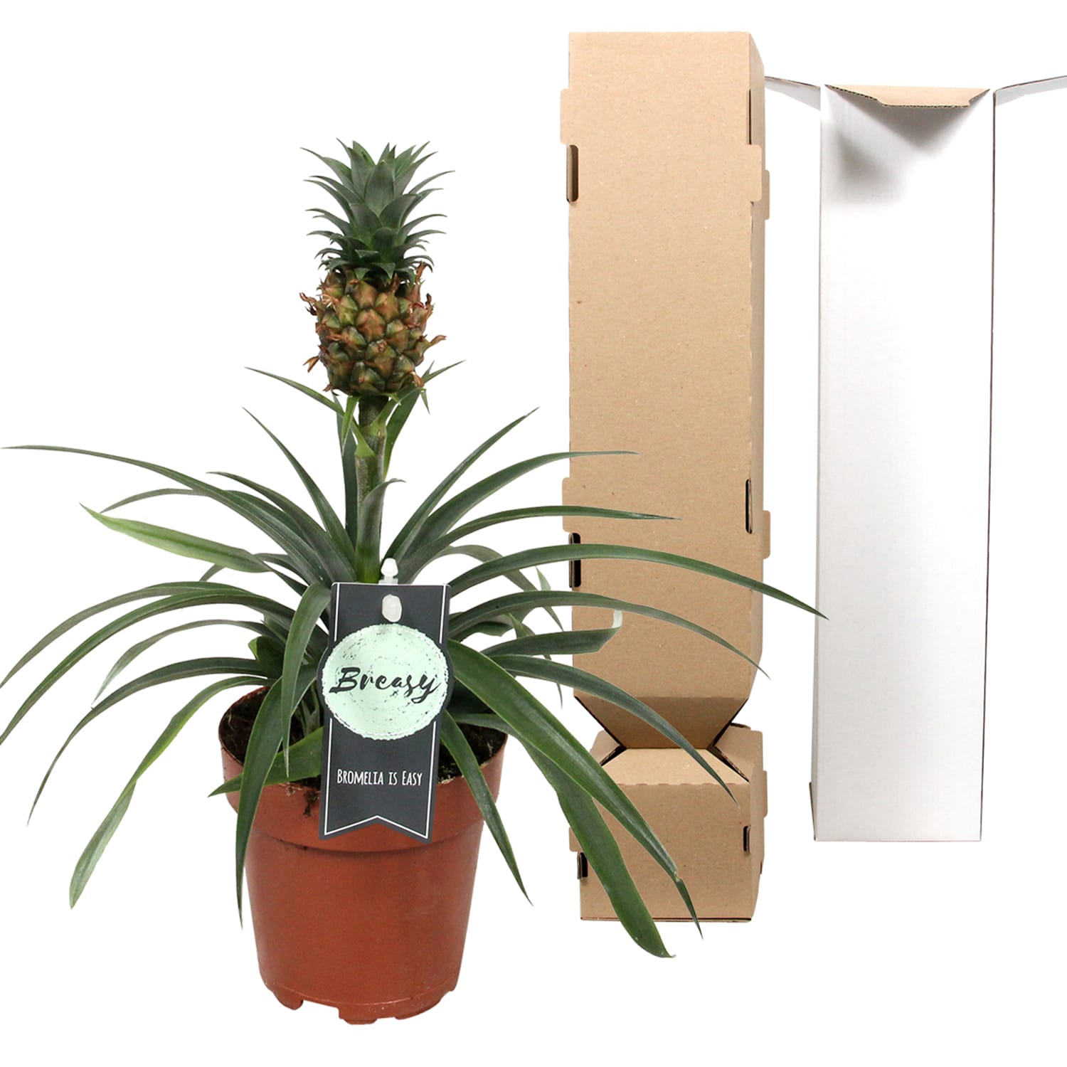 Ananas Corona single ↑ 35 cm ⌀ 12 - Afbeelding 5