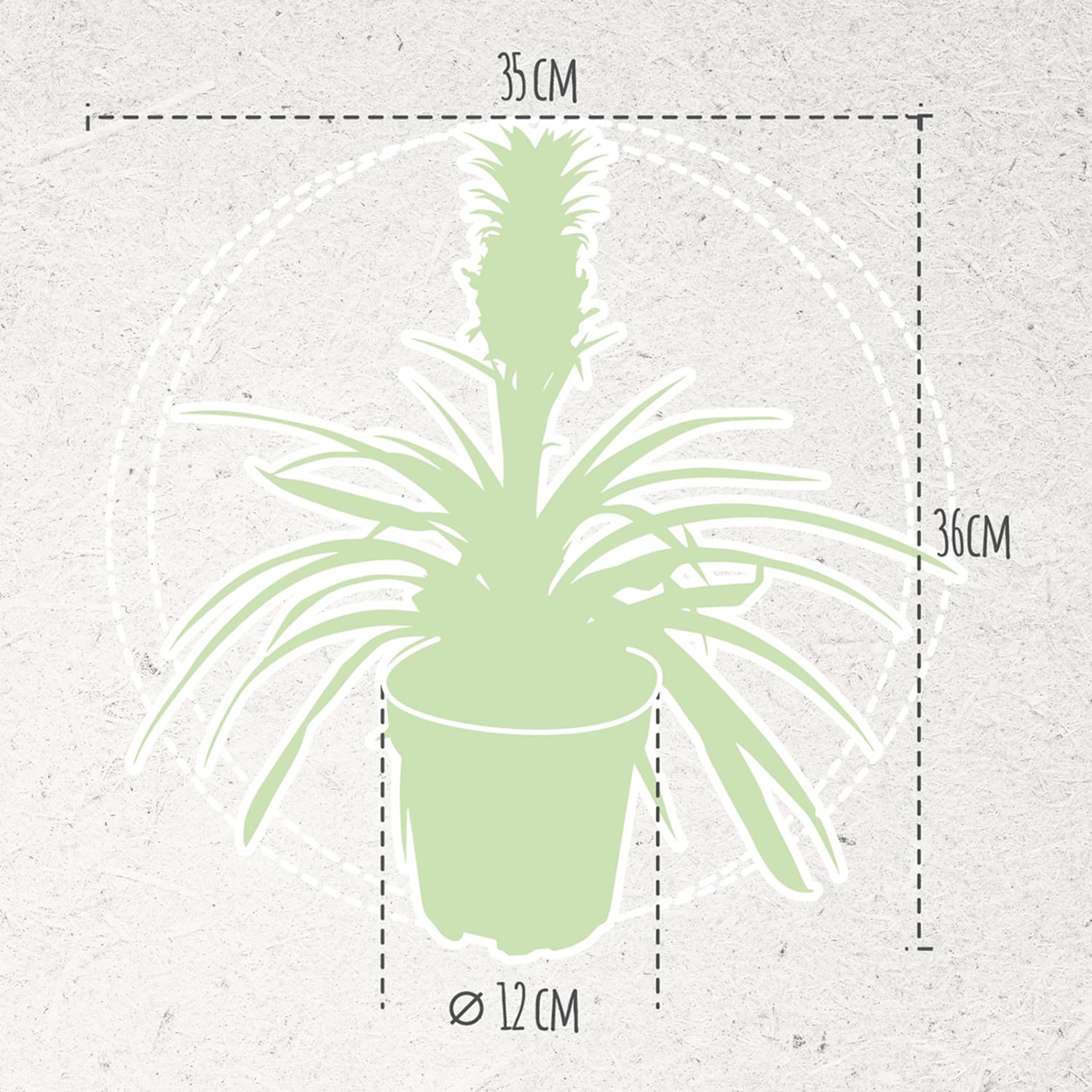 Ananas Corona single ↑ 35 cm ⌀ 12 - Afbeelding 7