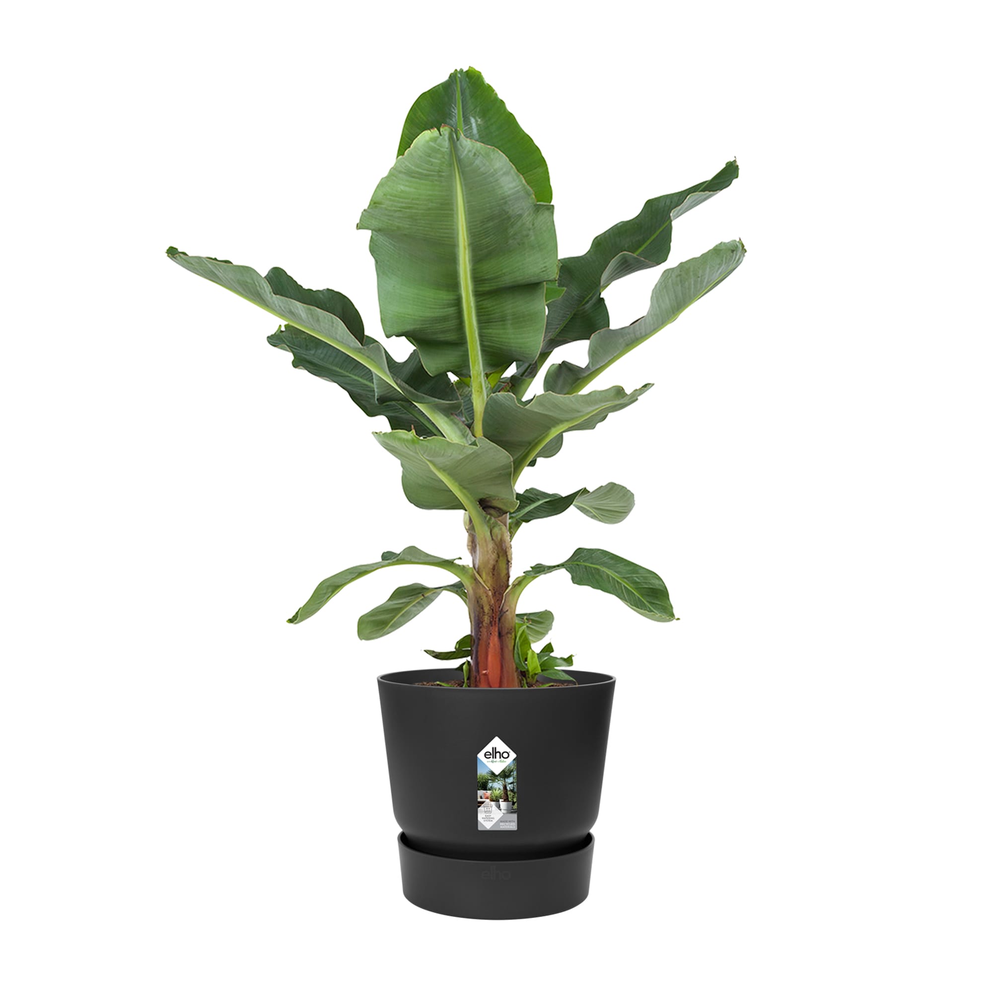 Bananenplant in Greenville pot ↑ 80 cm ⌀ 24