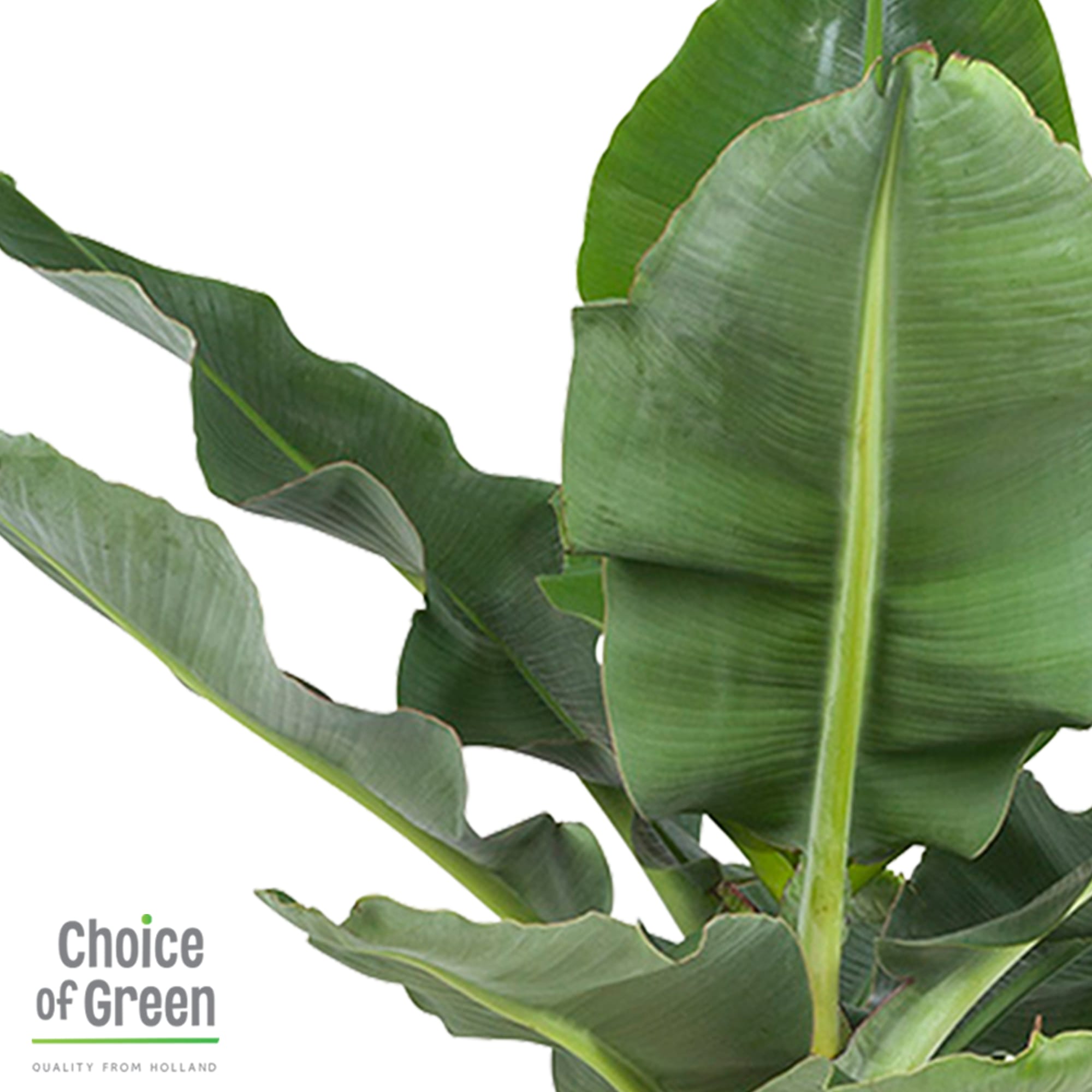 Bananenplant in Greenville pot ↑ 80 cm ⌀ 24 - Afbeelding 3