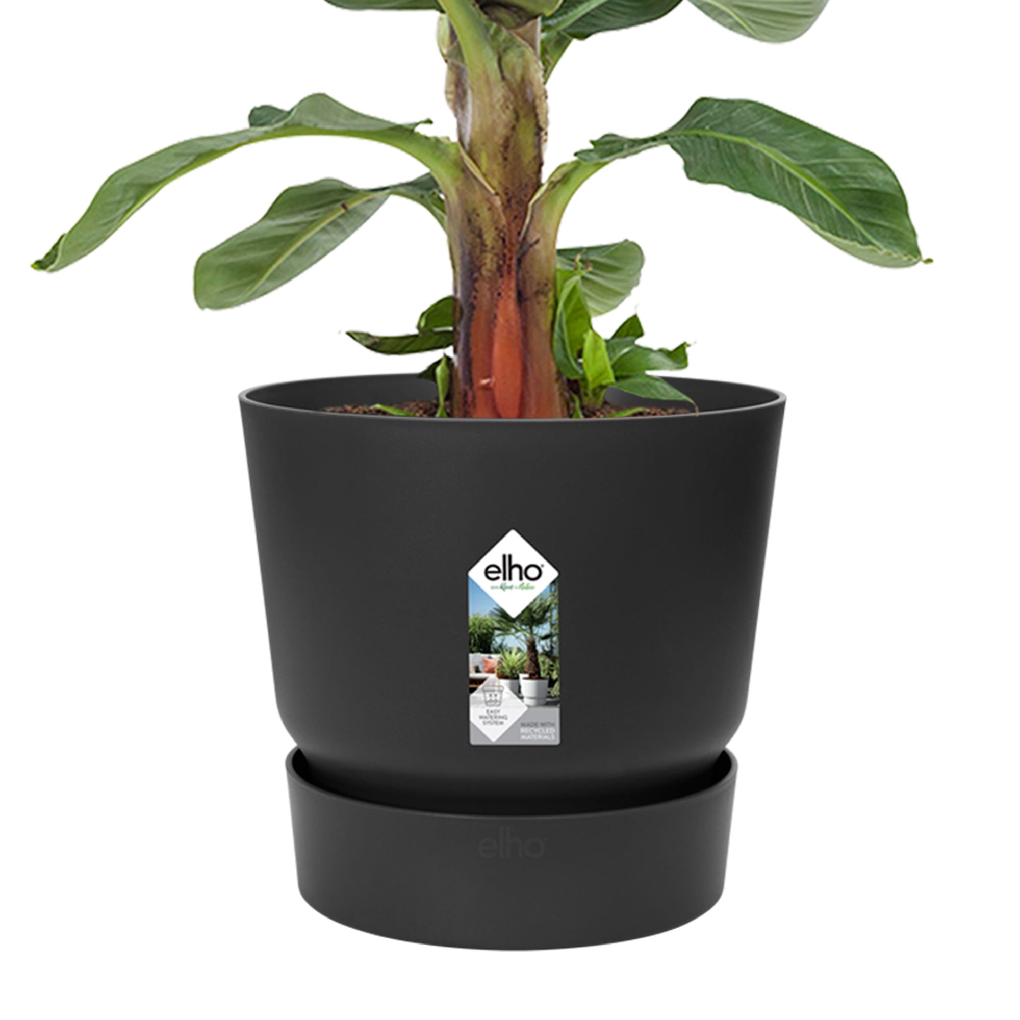 Bananenplant in Greenville pot ↑ 80 cm ⌀ 24 - Afbeelding 4