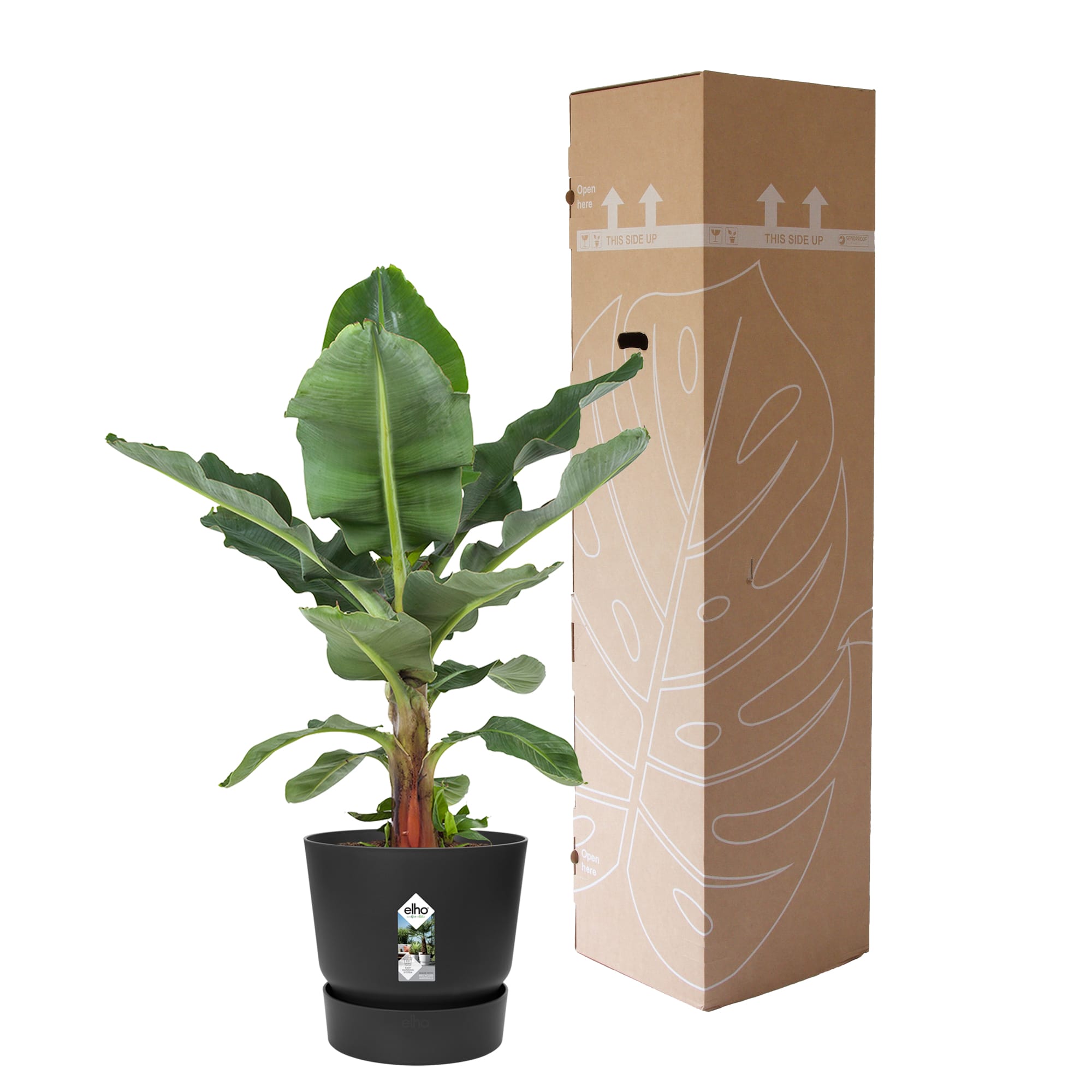 Bananenplant in Greenville pot ↑ 80 cm ⌀ 24 - Afbeelding 6