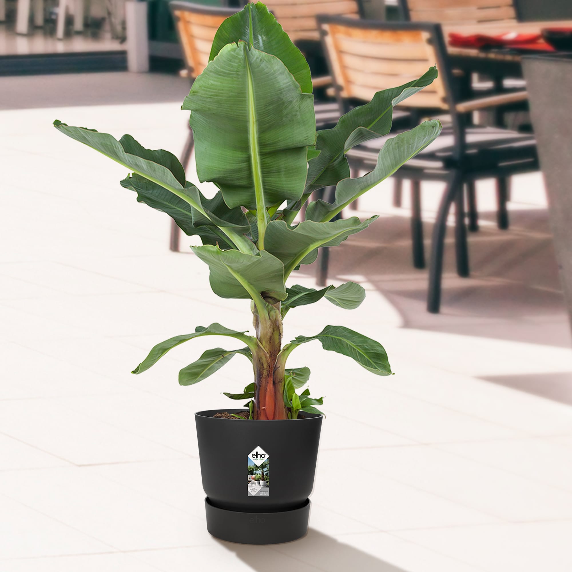 Bananenplant in Greenville pot ↑ 80 cm ⌀ 24 - Afbeelding 8