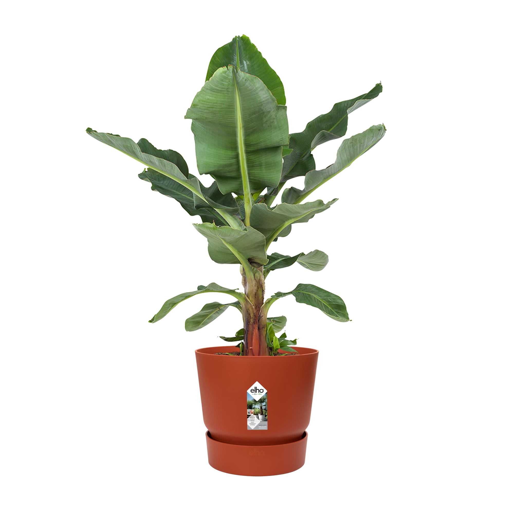Bananenplant in Greenville pot ↑ 80 cm ⌀ 24