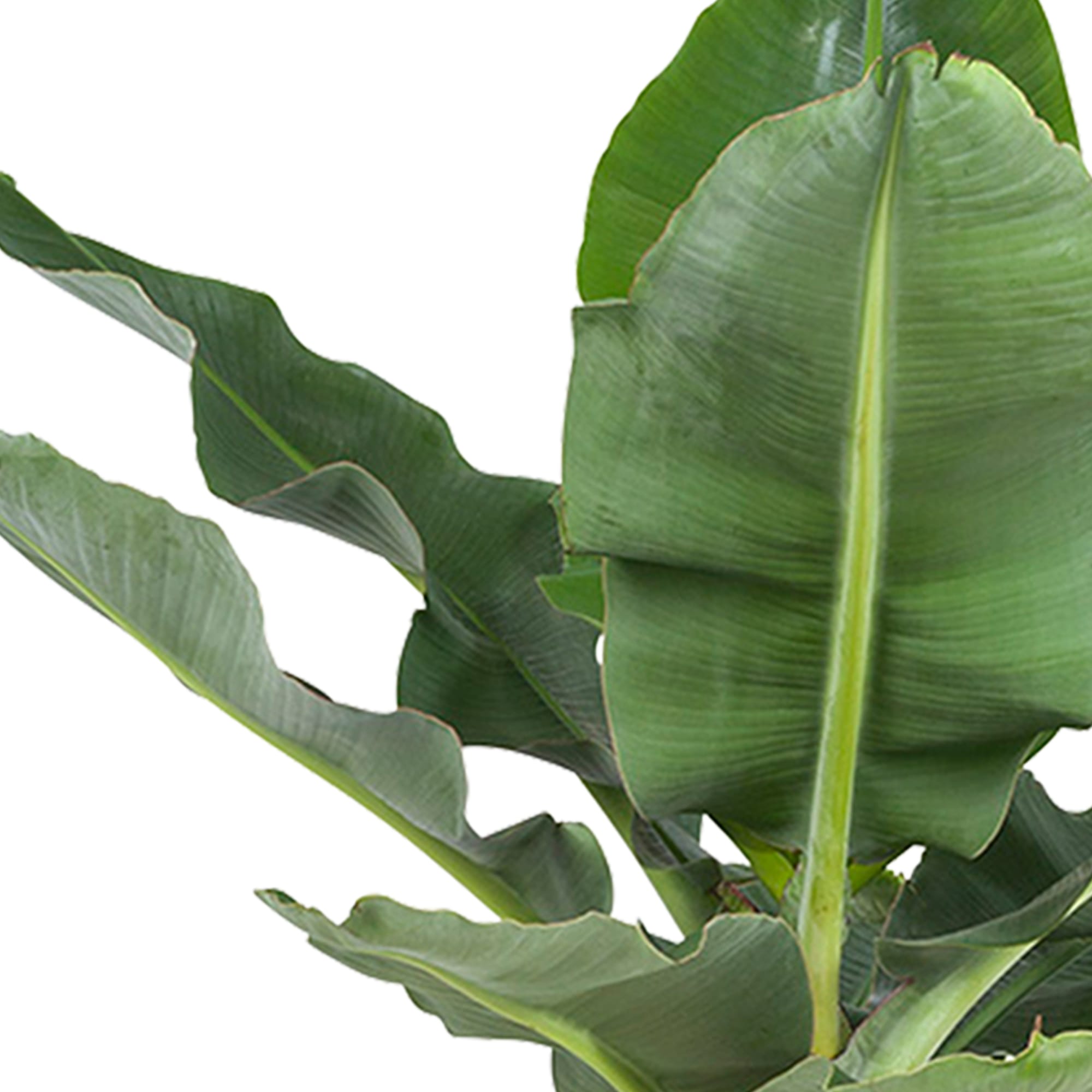 Bananenplant in Greenville pot ↑ 80 cm ⌀ 24 - Afbeelding 3