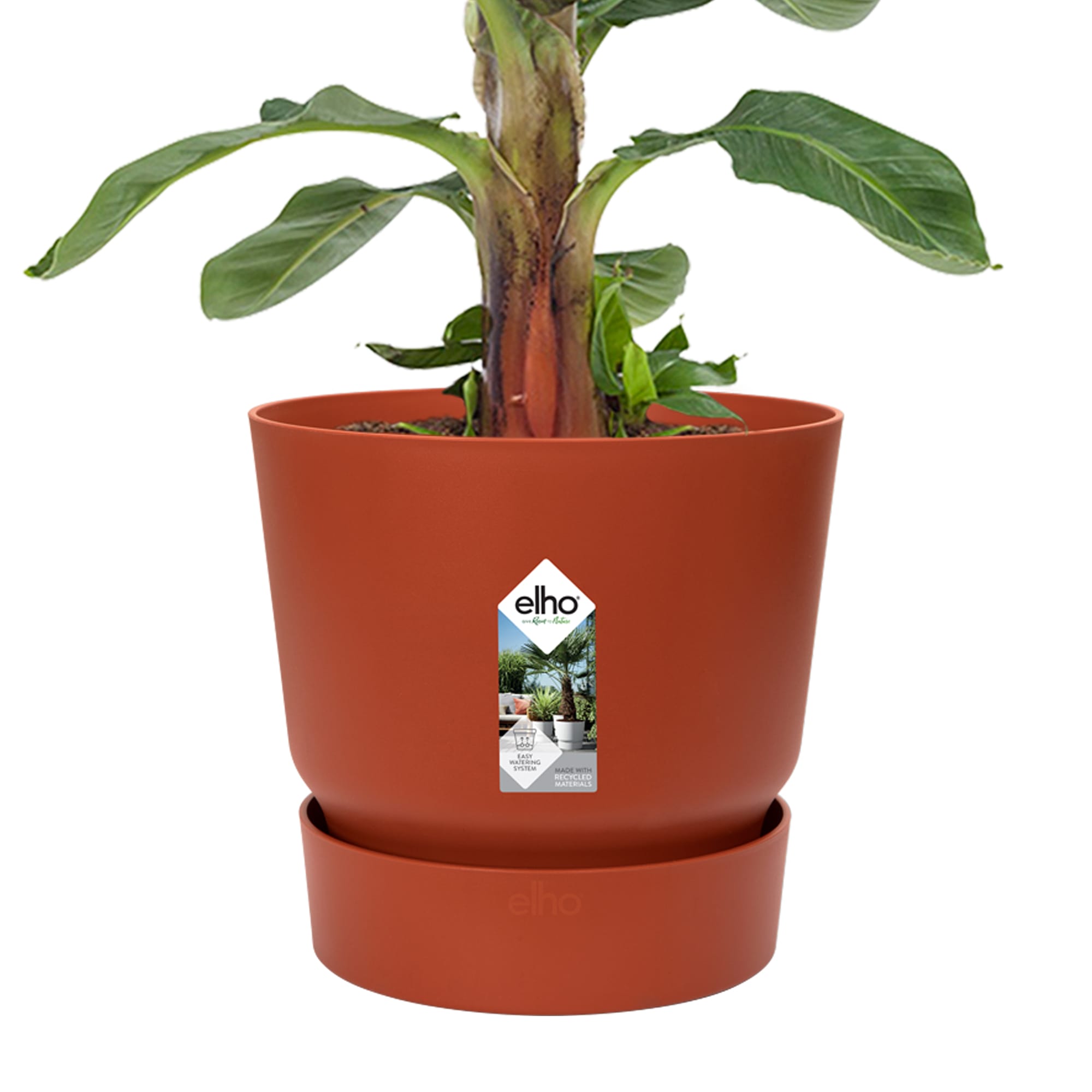 Bananenplant in Greenville pot ↑ 80 cm ⌀ 24 - Afbeelding 4