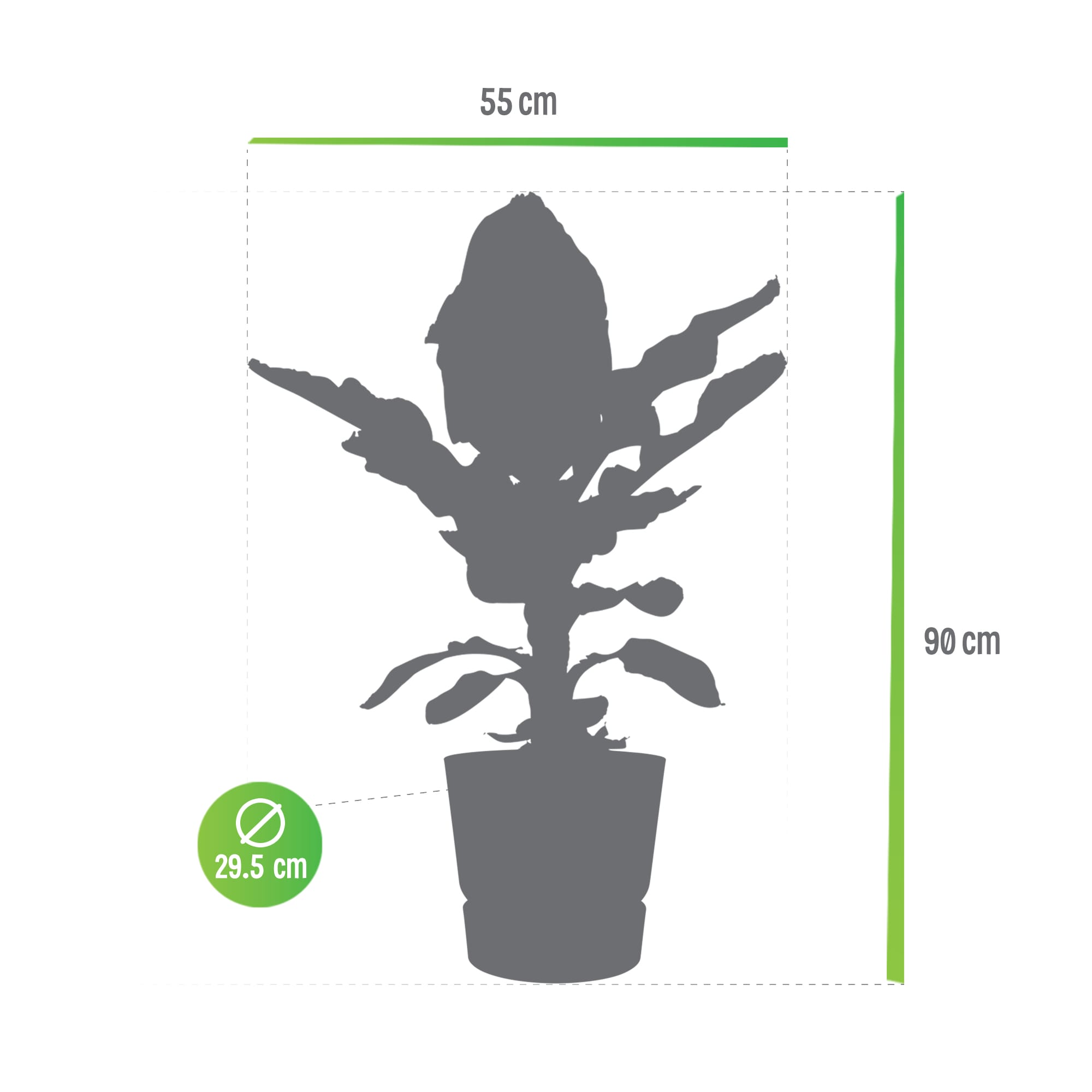 Bananenplant in Greenville pot ↑ 80 cm ⌀ 24 - Afbeelding 5