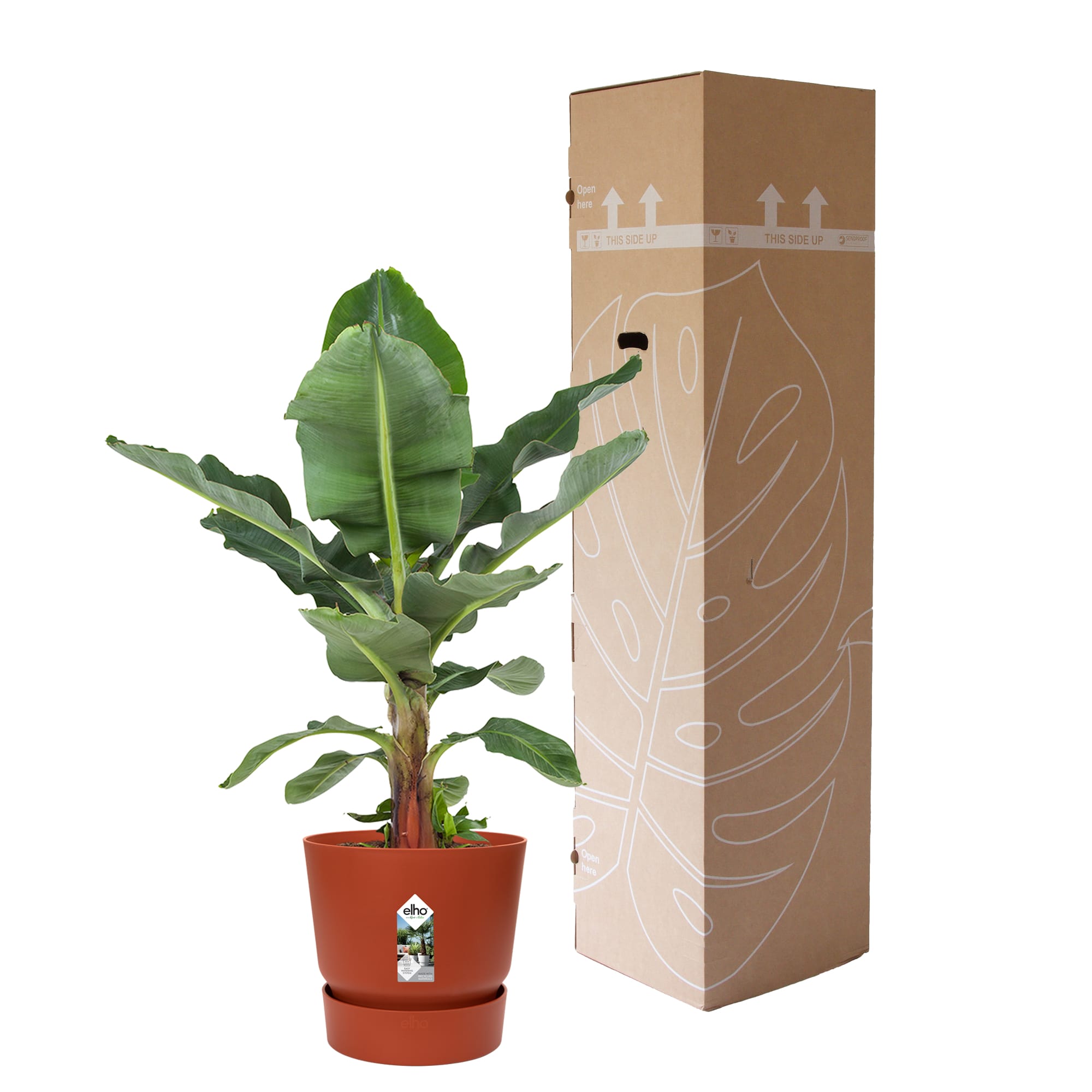 Bananenplant in Greenville pot ↑ 80 cm ⌀ 24 - Afbeelding 6
