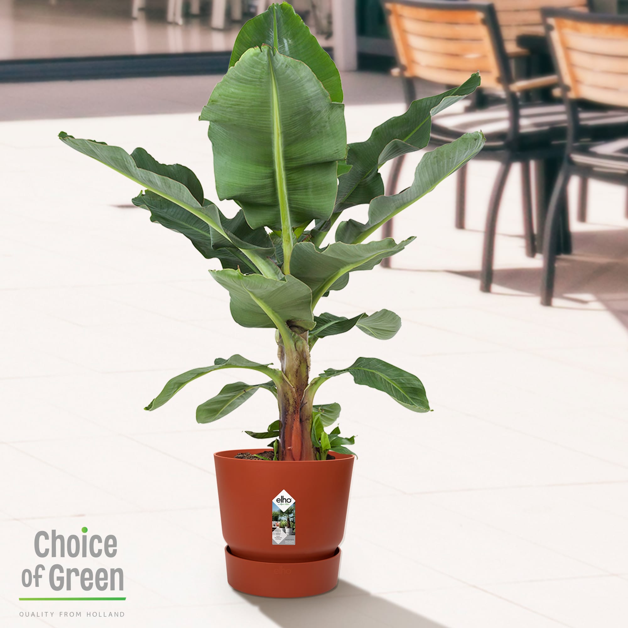 Bananenplant in Greenville pot ↑ 80 cm ⌀ 24 - Afbeelding 8