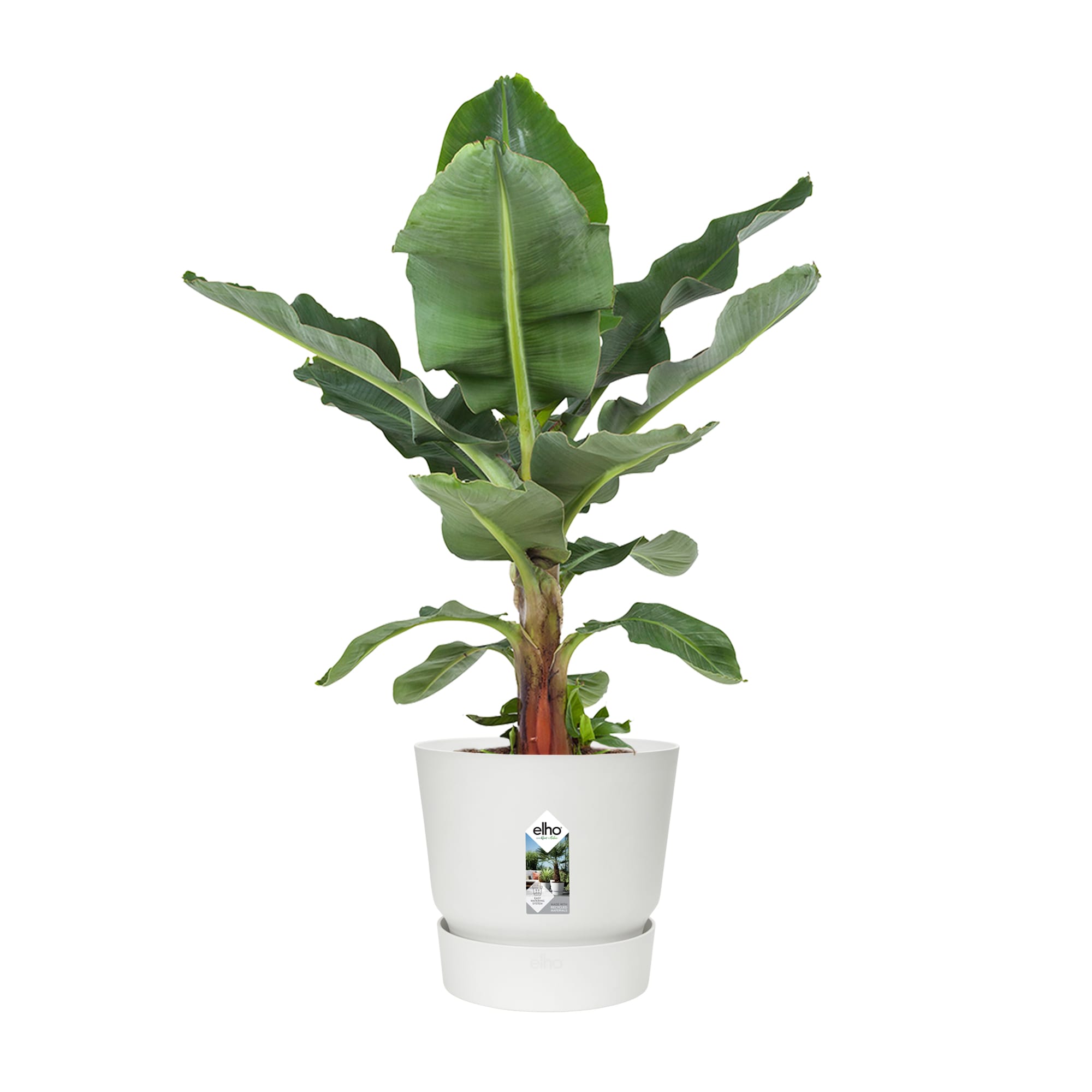 Bananenplant in Greenville pot ↑ 80 cm ⌀ 24