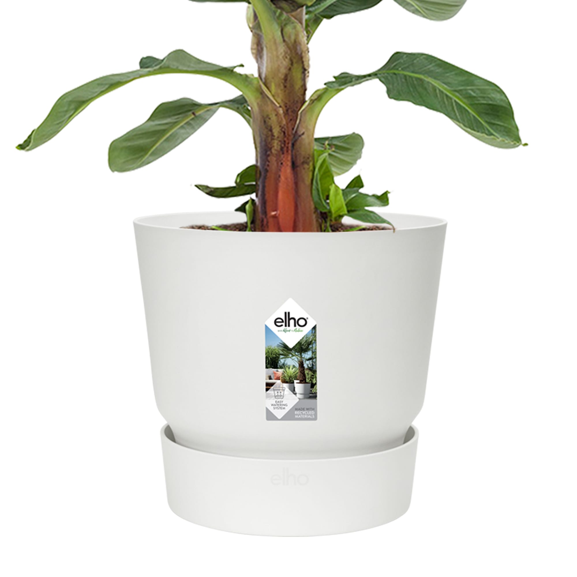 Bananenplant in Greenville pot ↑ 80 cm ⌀ 24 - Afbeelding 4
