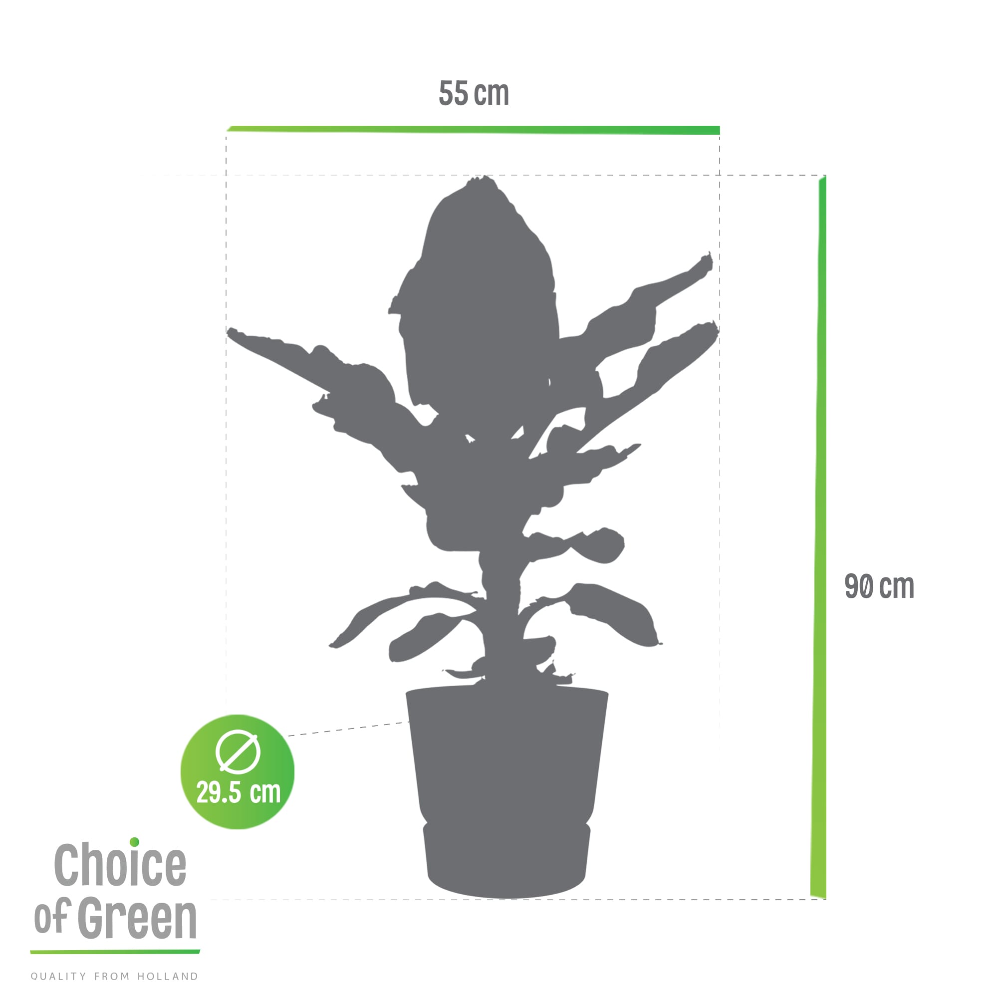 Bananenplant in Greenville pot ↑ 80 cm ⌀ 24 - Afbeelding 5