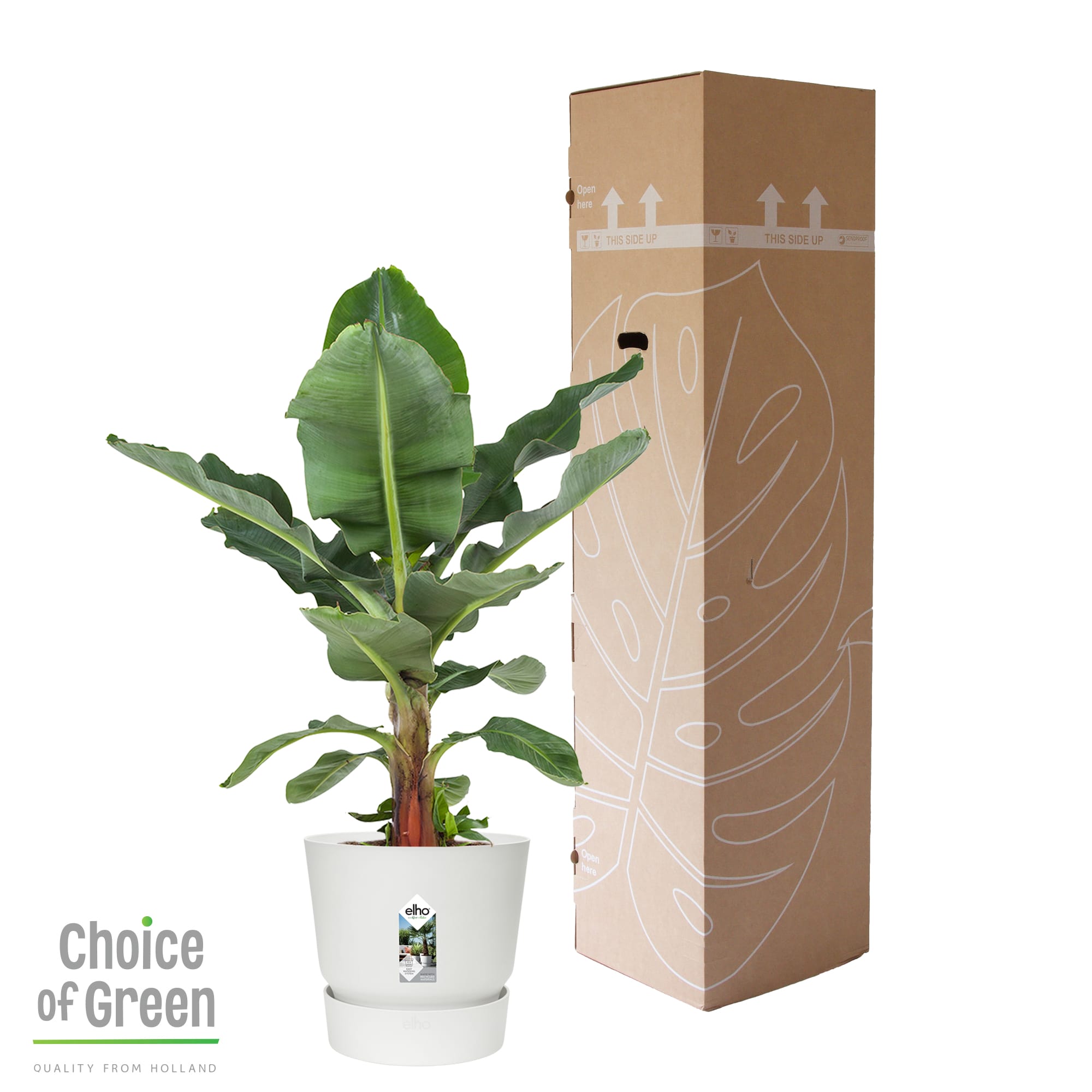 Bananenplant in Greenville pot ↑ 80 cm ⌀ 24 - Afbeelding 6