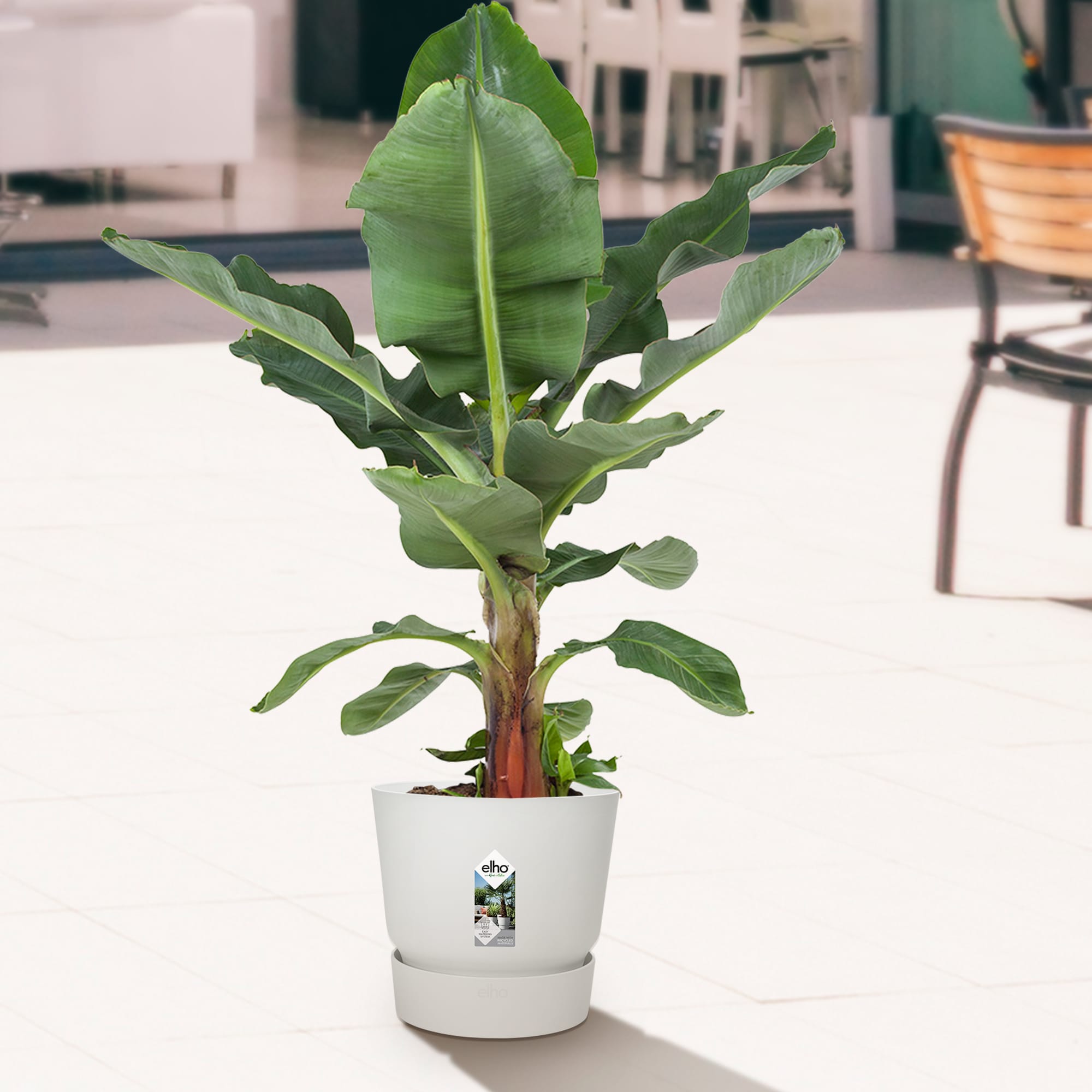 Bananenplant in Greenville pot ↑ 80 cm ⌀ 24 - Afbeelding 8