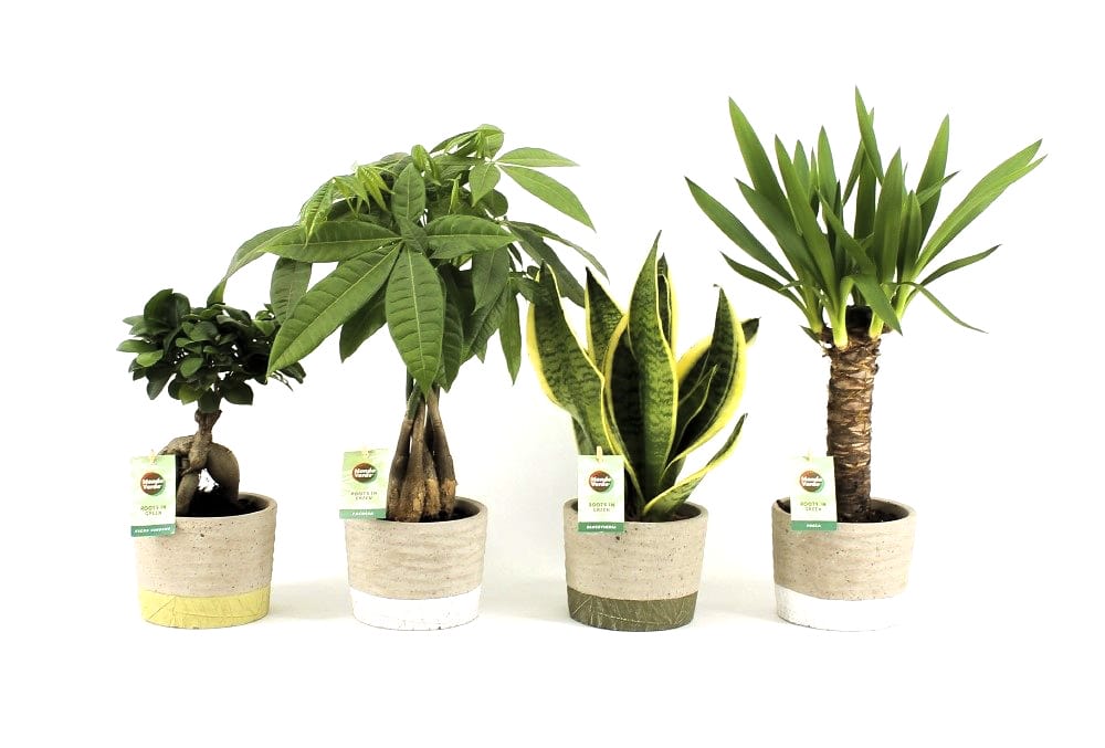 Amazone Mix in Stone Leaf ↑ 35 cm ⌀ 14 cm