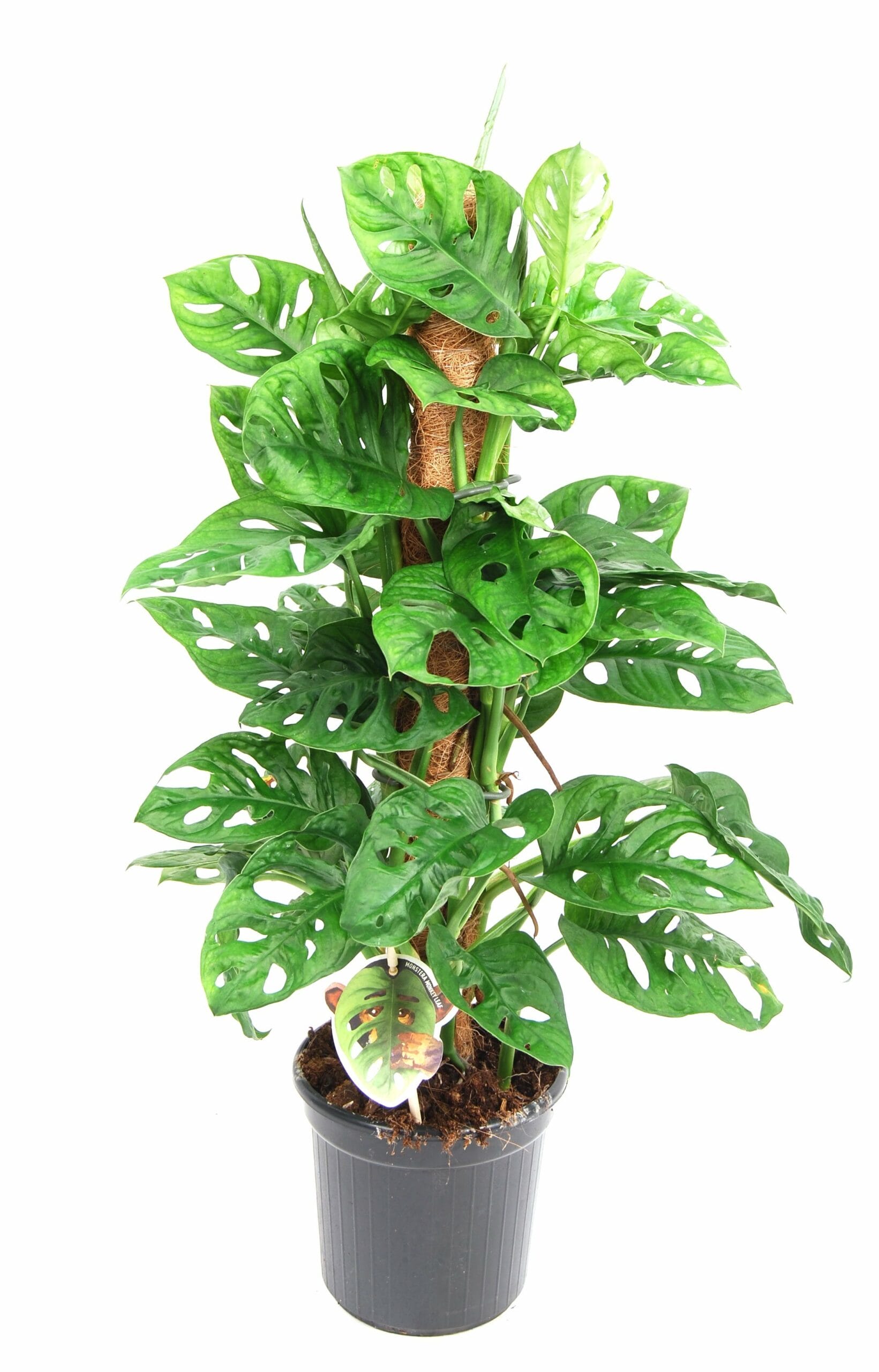 Monstera Monkey Leaf met mosstok ↑65 cm ⌀ 16