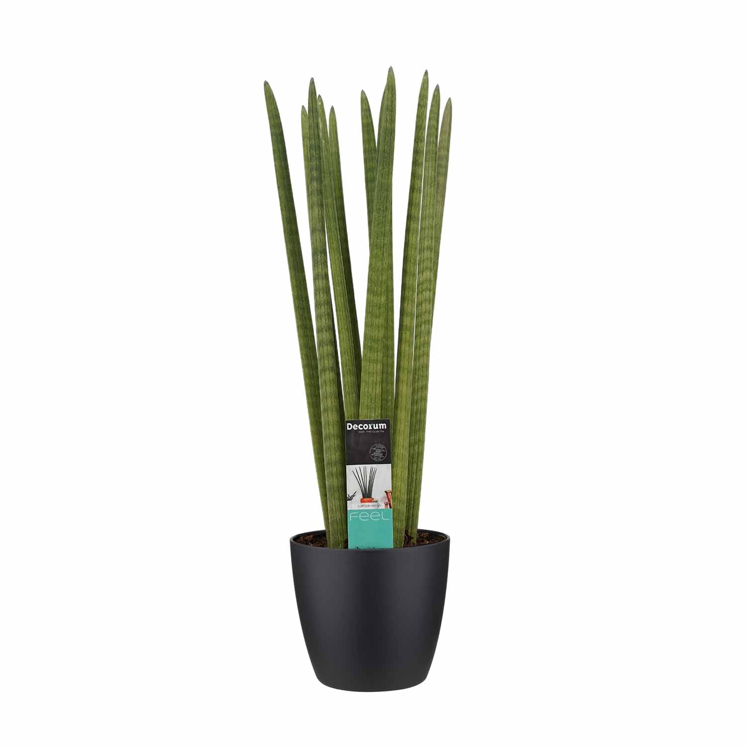 Sansevieria Cylindrica straight met brussels black ↑ 70 cm ⌀ 17 cm