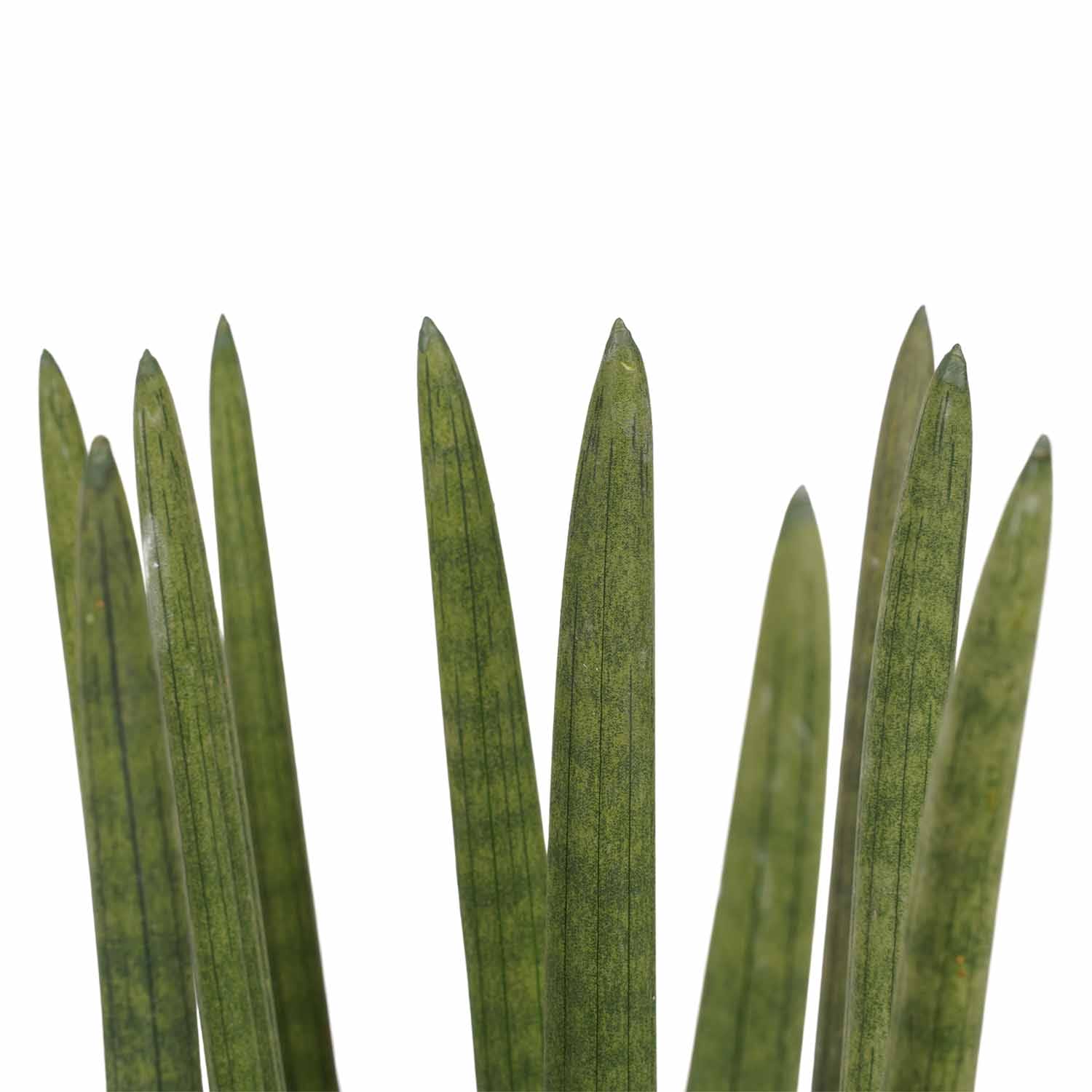 Sansevieria Cylindrica straight met brussels black ↑ 70 cm ⌀ 17 cm - Afbeelding 3