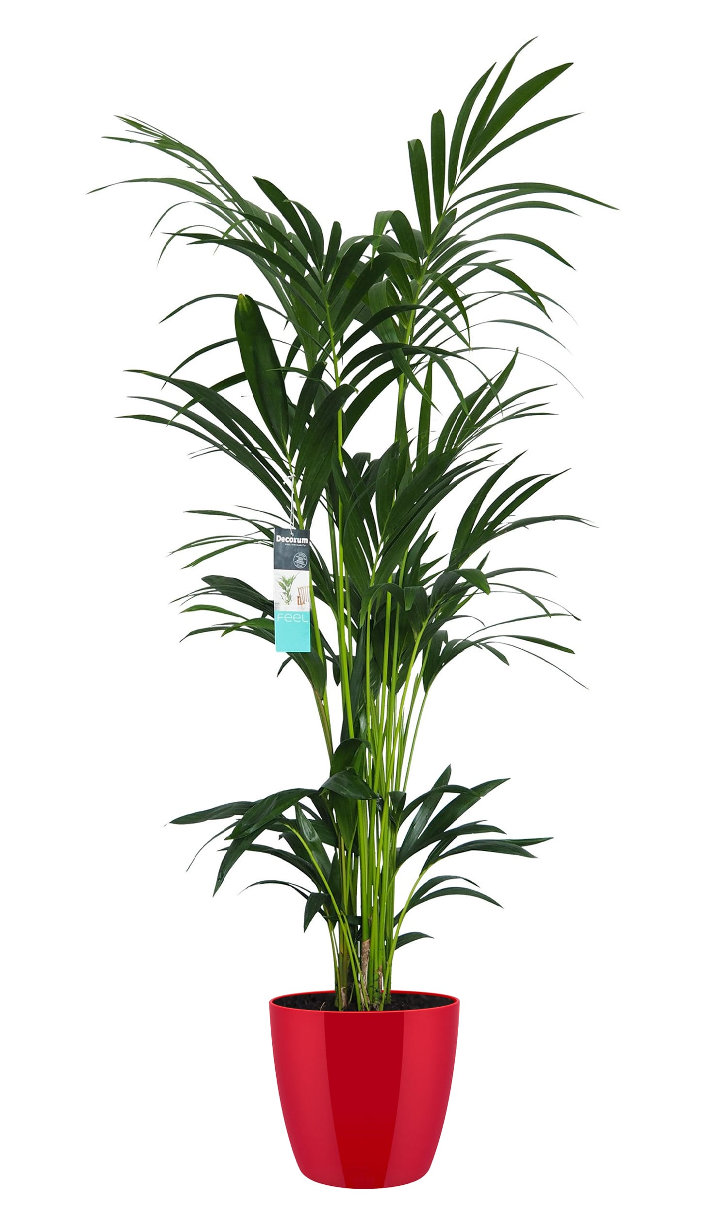 XL Kentia Palm in ELHO Brussels Diamond ↑ 160 cm ⌀ 25 cm
