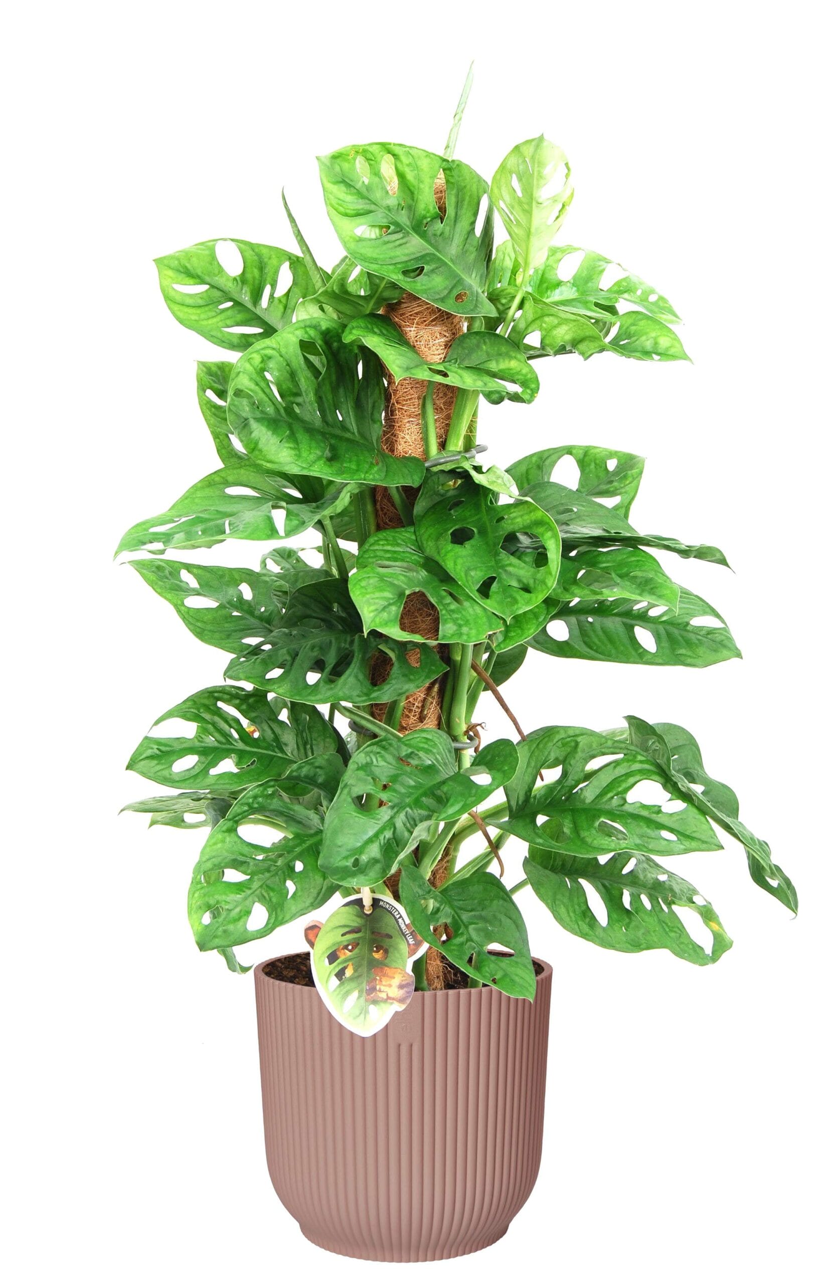 Monstera Monkey Leaf met mosstok in Vibes Fold Rond (delicaat roze) ↑65 cm ⌀ 18