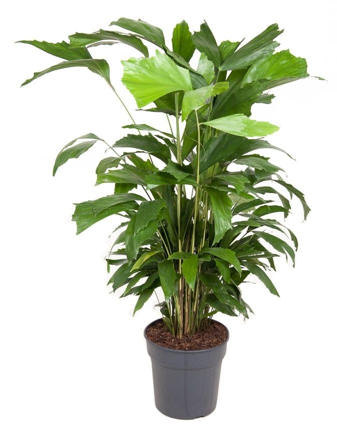 Caryota Mitis ↑120 cm ⌀ 24