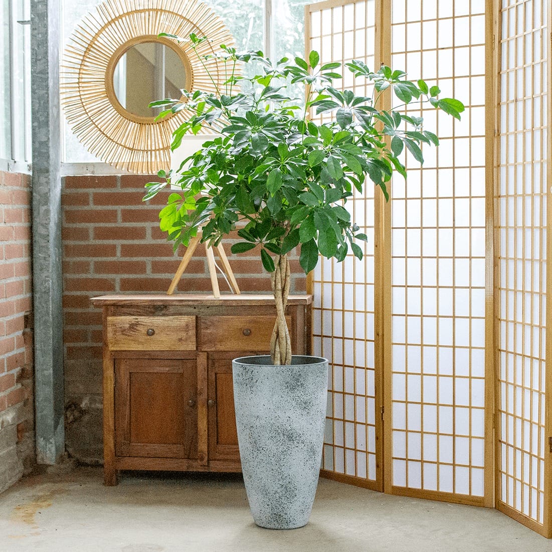 Schefflera arboricola ‘Compacta’ in grijze sierpot ↑ 120 cm ⌀ 29 cm - Afbeelding 3