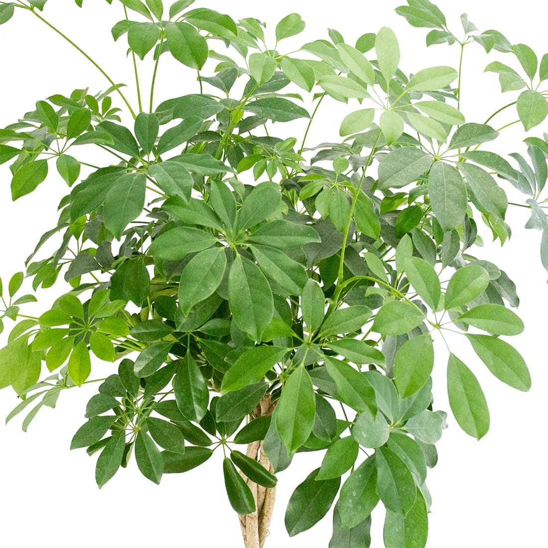 Schefflera arboricola ‘Compacta’ in grijze sierpot ↑ 120 cm ⌀ 29 cm - Afbeelding 4