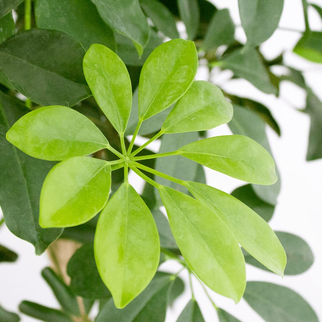 Schefflera arboricola ‘Compacta’ in grijze sierpot ↑ 120 cm ⌀ 29 cm - Afbeelding 5