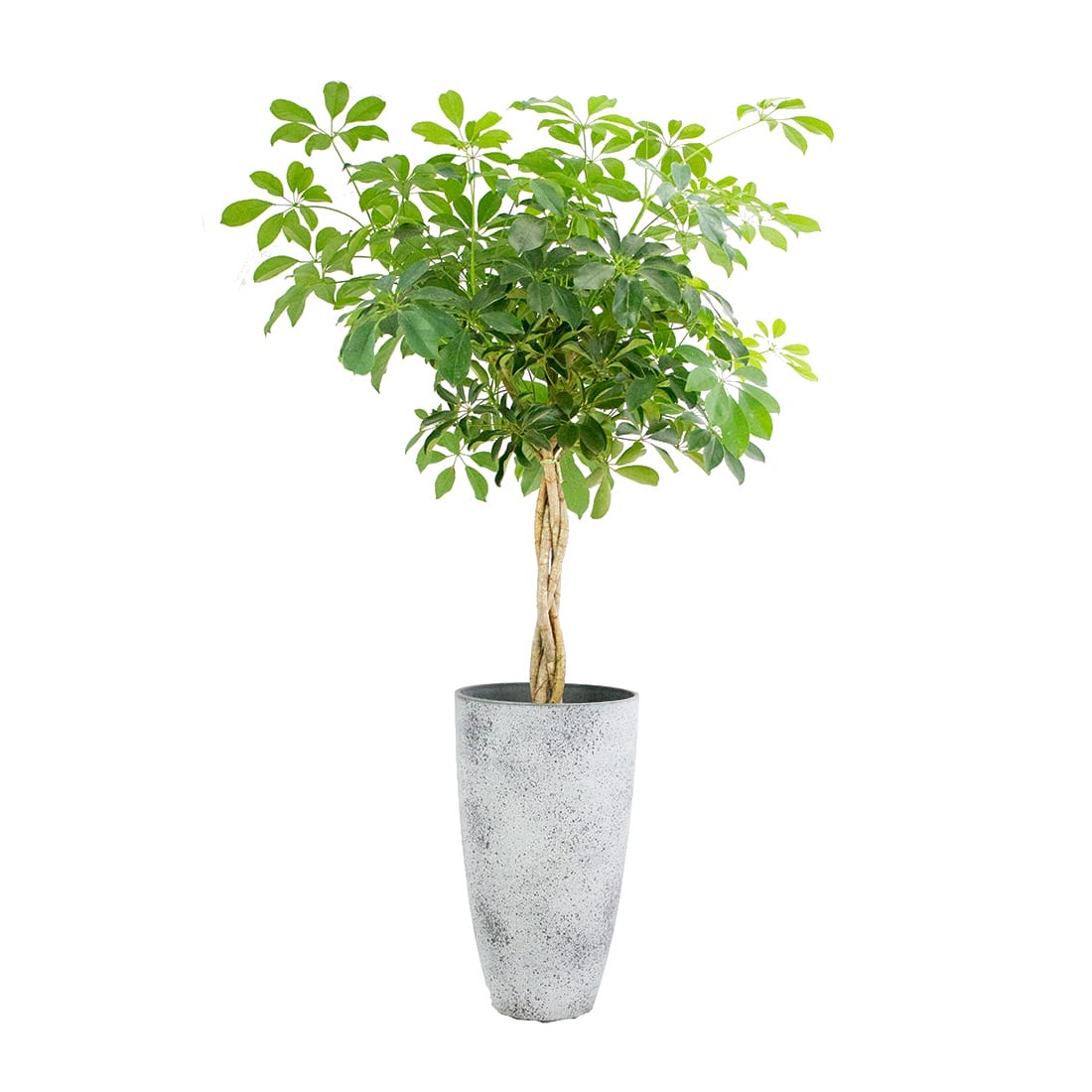 Schefflera arboricola ‘Compacta’ in grijze sierpot ↑ 120 cm ⌀ 29 cm - Afbeelding 6