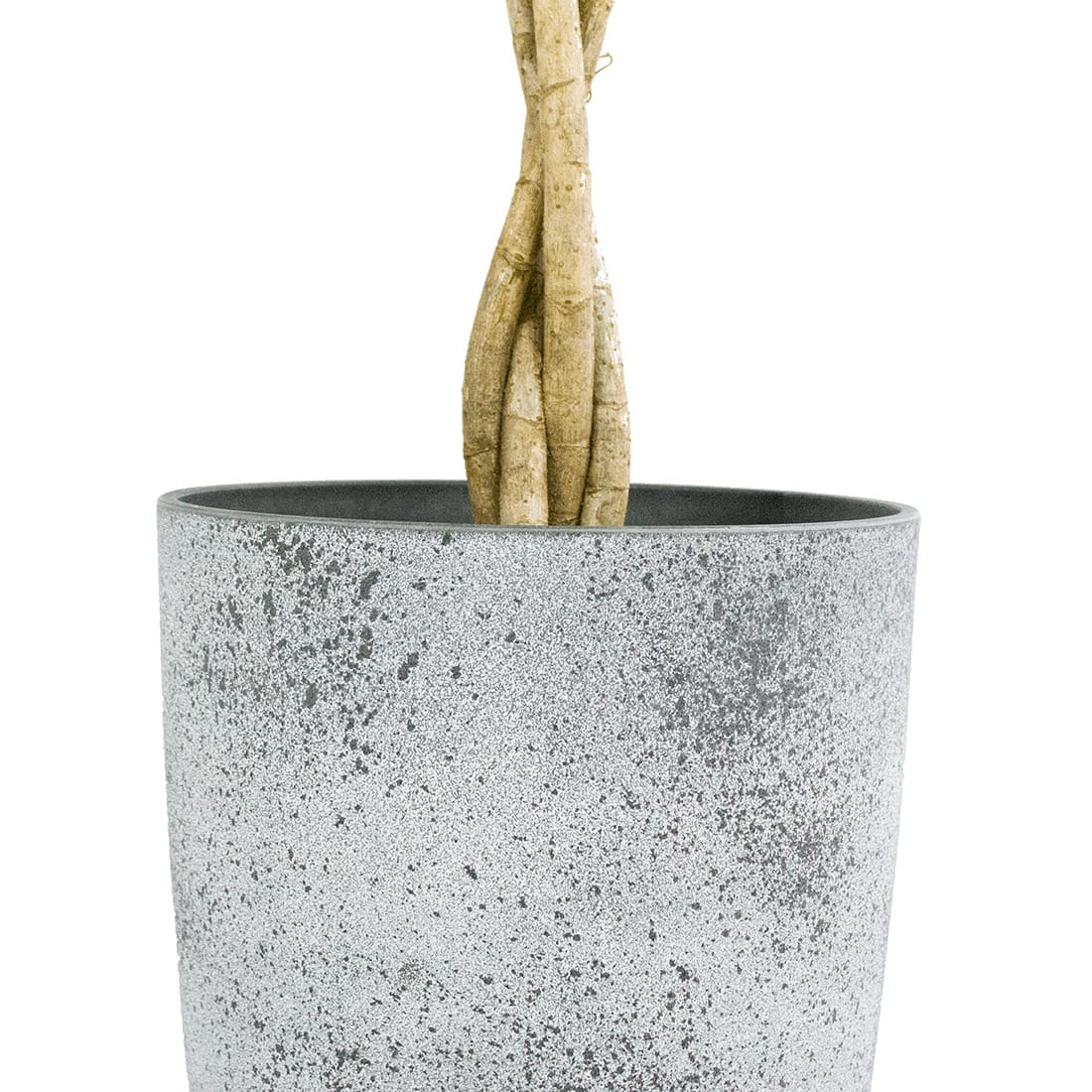 Schefflera arboricola ‘Compacta’ in grijze sierpot ↑ 120 cm ⌀ 29 cm - Afbeelding 7