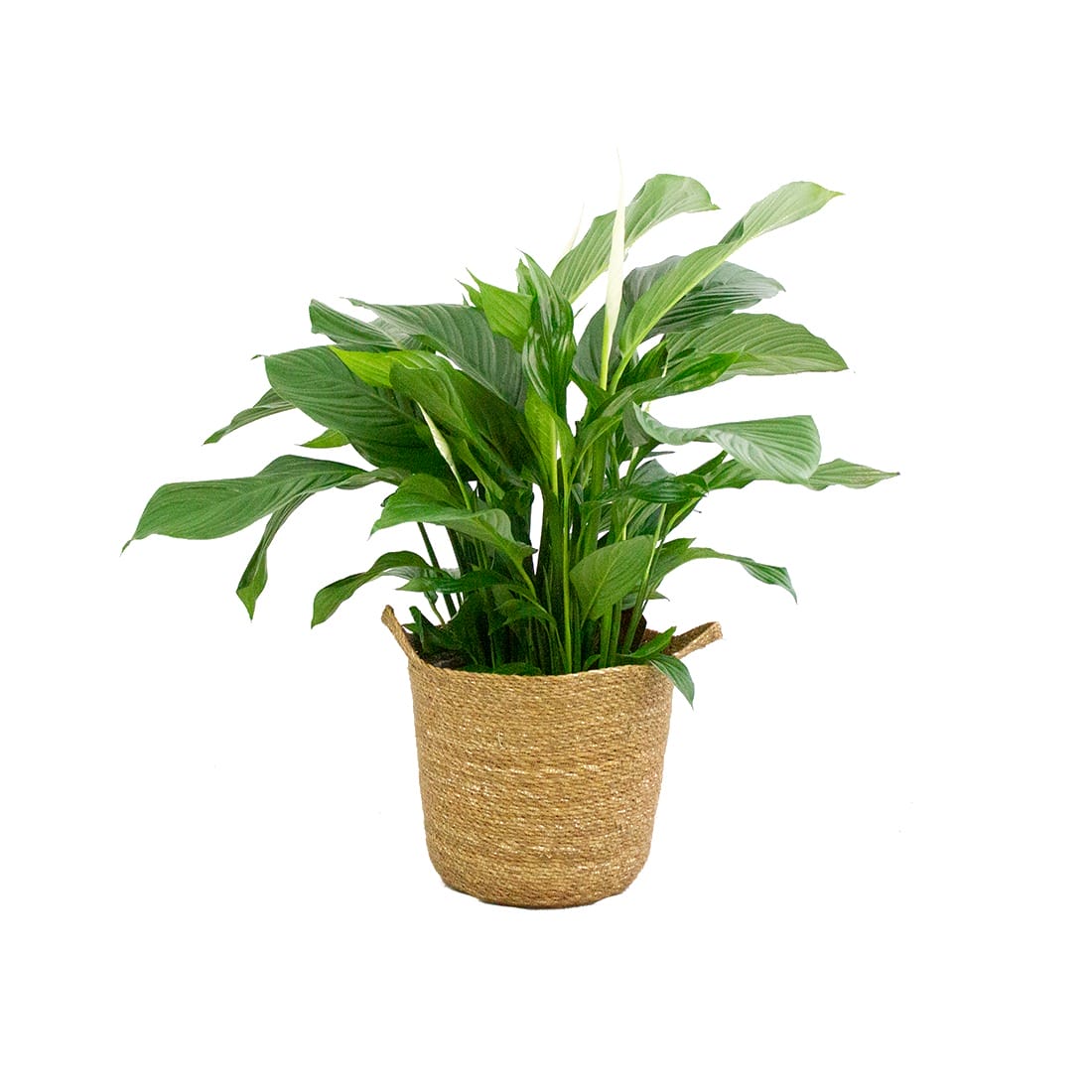Lepelplant Spathiphyllum in handgevlochten sierpot ↑ 100 cm ⌀ 28 cm