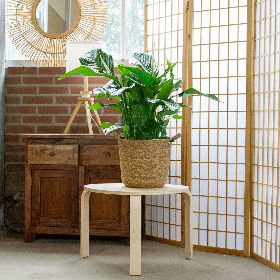 Lepelplant Spathiphyllum in handgevlochten sierpot ↑ 100 cm ⌀ 28 cm - Afbeelding 3