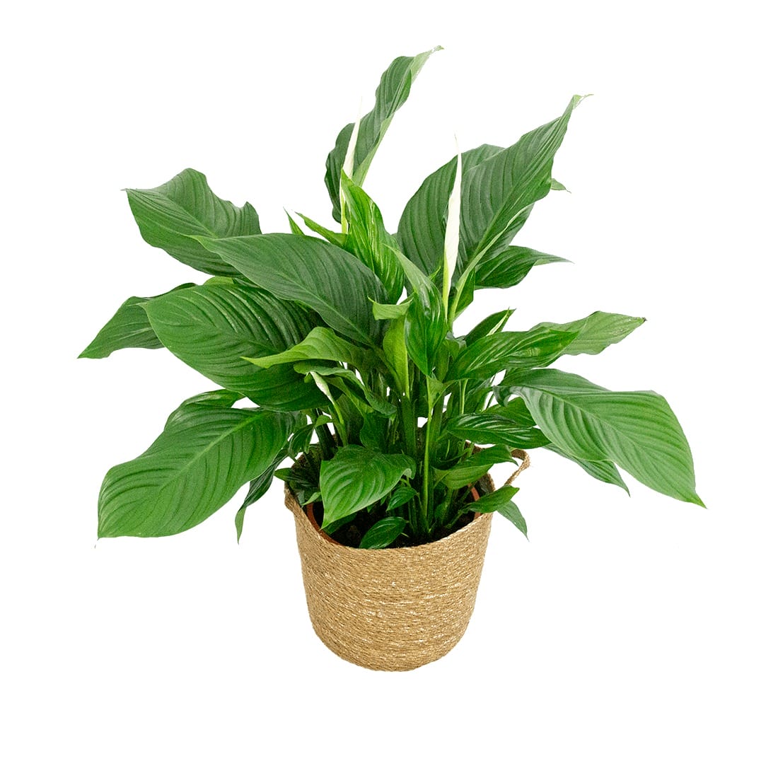 Lepelplant Spathiphyllum in handgevlochten sierpot ↑ 100 cm ⌀ 28 cm - Afbeelding 4