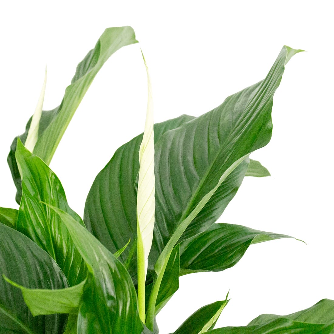 Lepelplant Spathiphyllum in handgevlochten sierpot ↑ 100 cm ⌀ 28 cm - Afbeelding 5