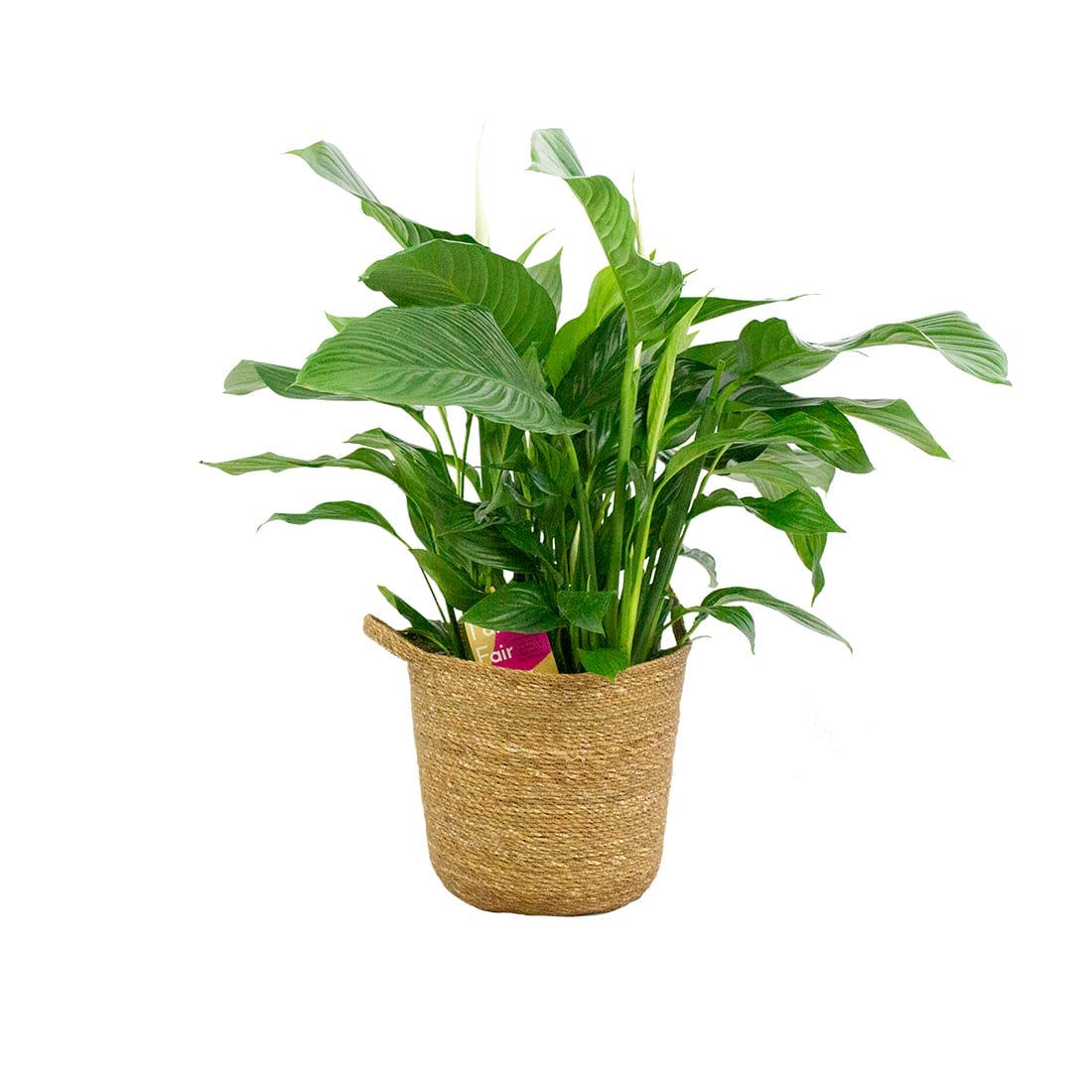 Lepelplant Spathiphyllum in handgevlochten sierpot ↑ 100 cm ⌀ 28 cm - Afbeelding 6