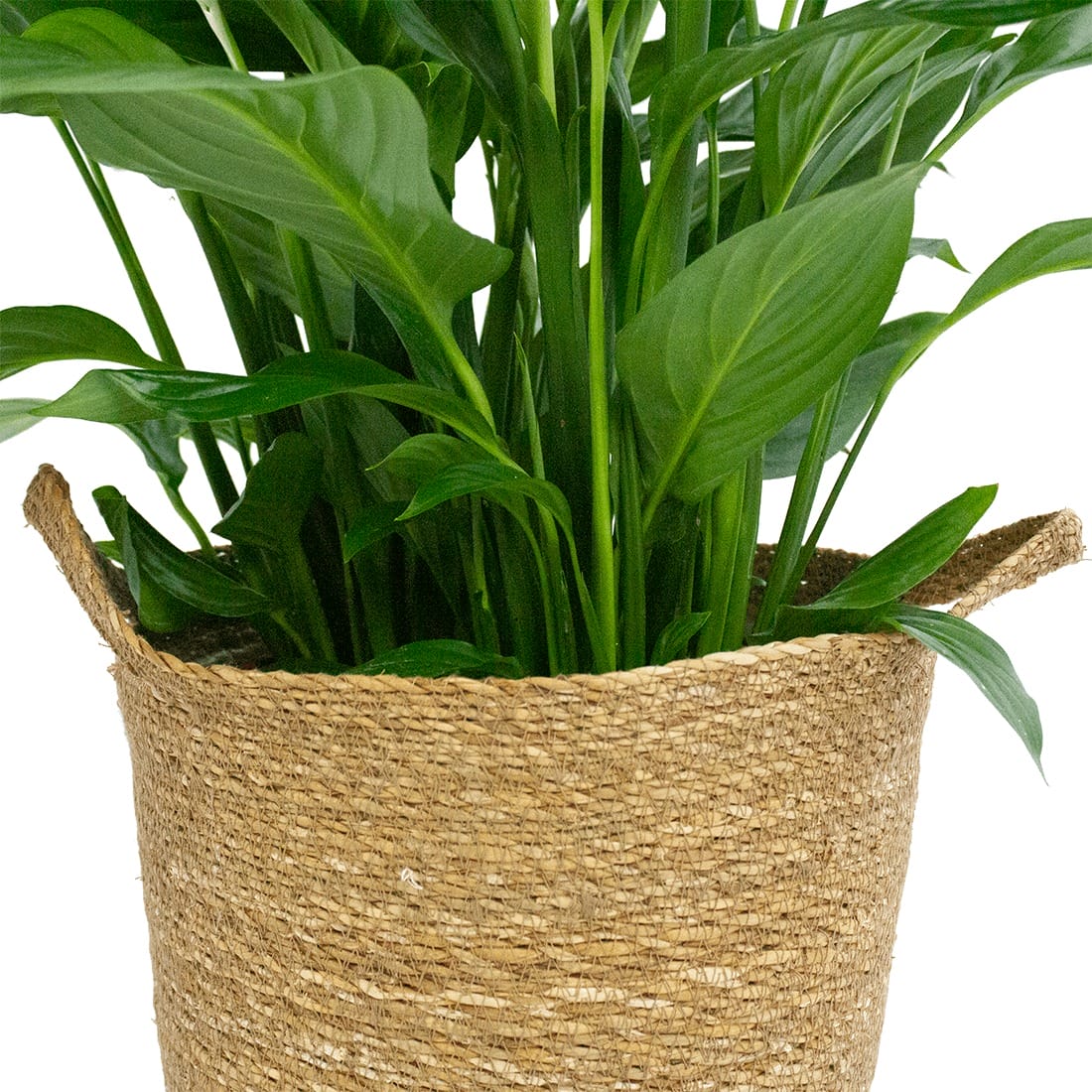 Lepelplant Spathiphyllum in handgevlochten sierpot ↑ 100 cm ⌀ 28 cm - Afbeelding 7