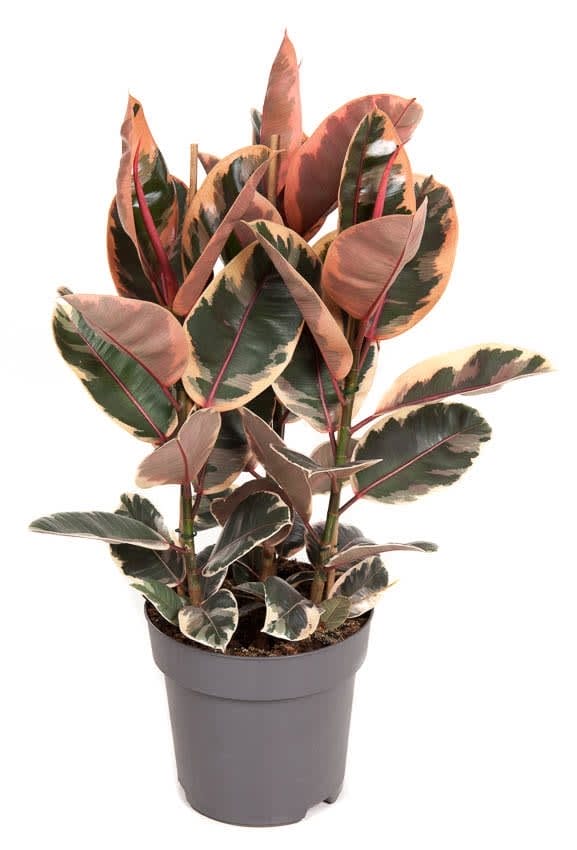 Ficus Belize ↑ 110 cm ⌀ 27 cm