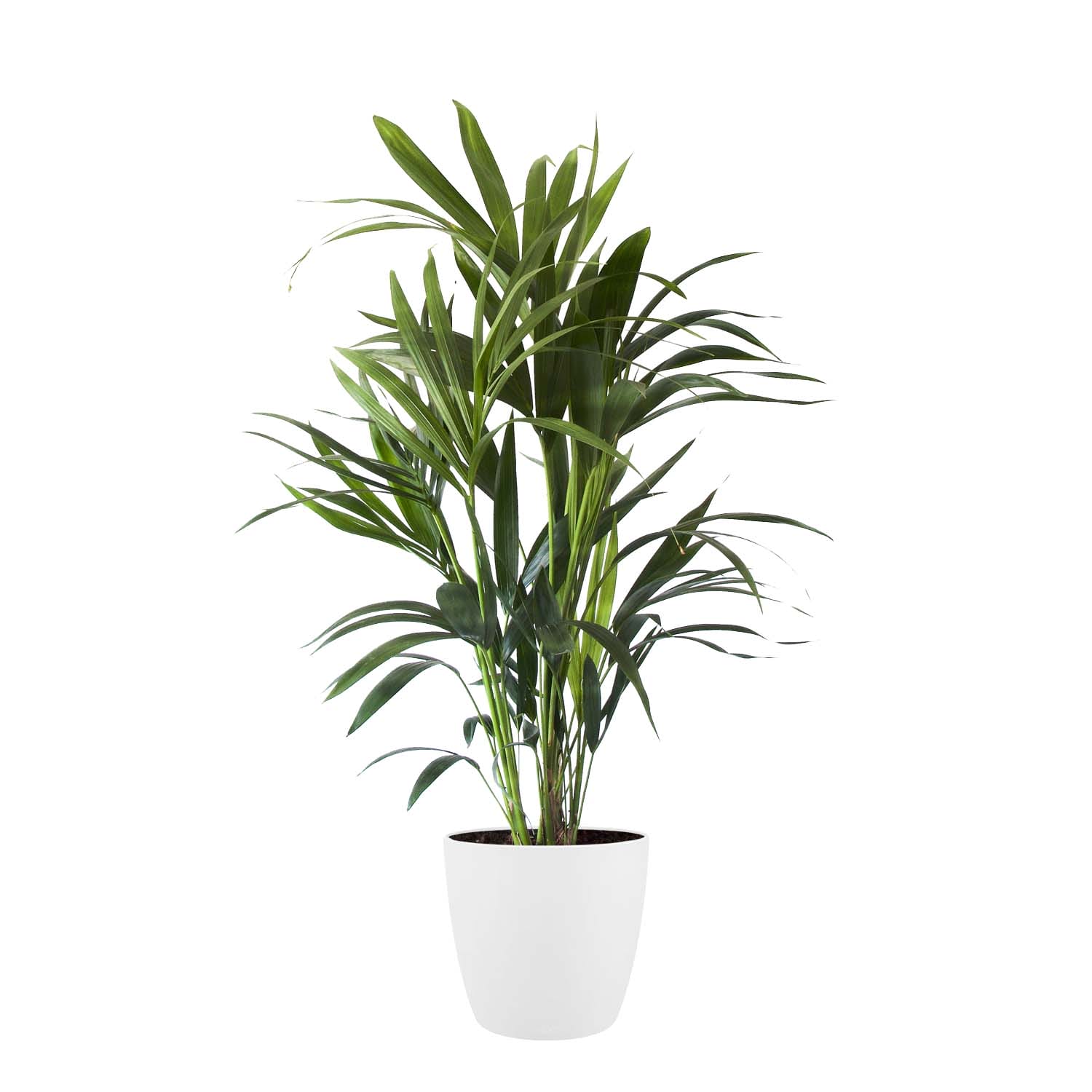 Kentia Palm in sierpot (Brussels Round wit) ↑ 90 cm ⌀ 20 cm