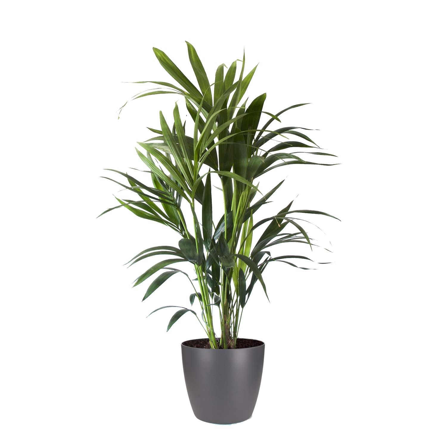 Kentia Palm in sierpot (Brussels Round antraciet) ↑ 90 cm ⌀ 20 cm