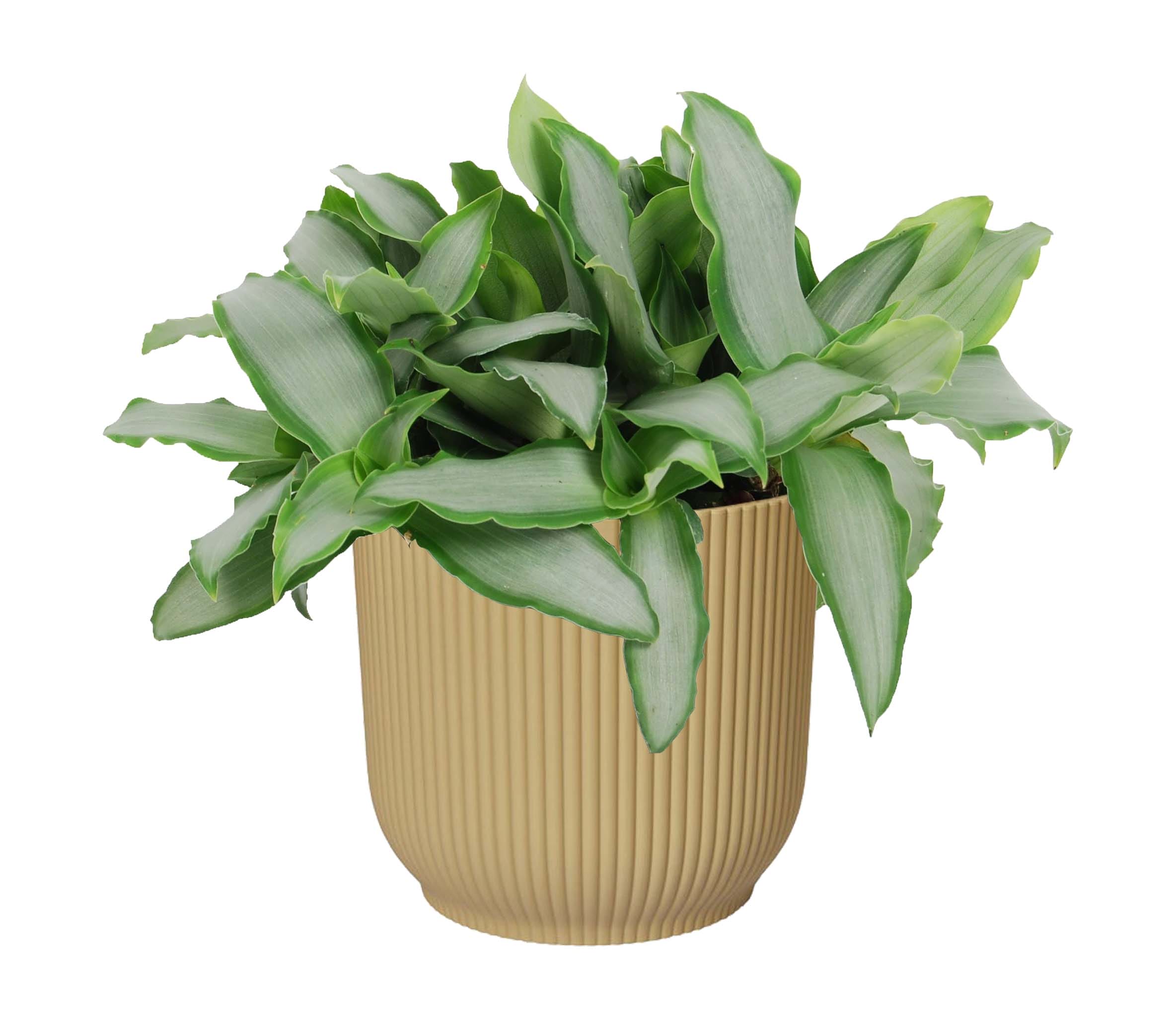 Murdannia loroformus ‘Bright Star’ in Vibes Fold Rond (botergeel) ↑20 cm ⌀ 14